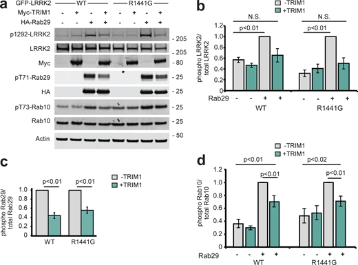 TRIM1 decreases LRRK2’s activation by Rab29. (a) Immunoblot of LRRK2 phosphorylation at Ser1292, Rab29 phosphorylation at Thr71, and Rab10 phosphorylation at Thr73 in the presence and absence of TRIM1 for WT LRRK2 and LRRK2-PD mutant R1441G. (b) Quantification of LRRK2 autophosphorylation in panel a. (c) Quantification of Rab29 Thr71 phosphorylation in panel a. (d) Quantification of Rab10 Thr73 phosphorylation in panel a. Quantifications show the mean value from three to four independent replicates, with error bars showing SEM. Significance testing for b–d was performed using Kruskal–Wallis with post hoc Dunn test and Bonferroni correction. Source data are available for this figure: SourceData F7.