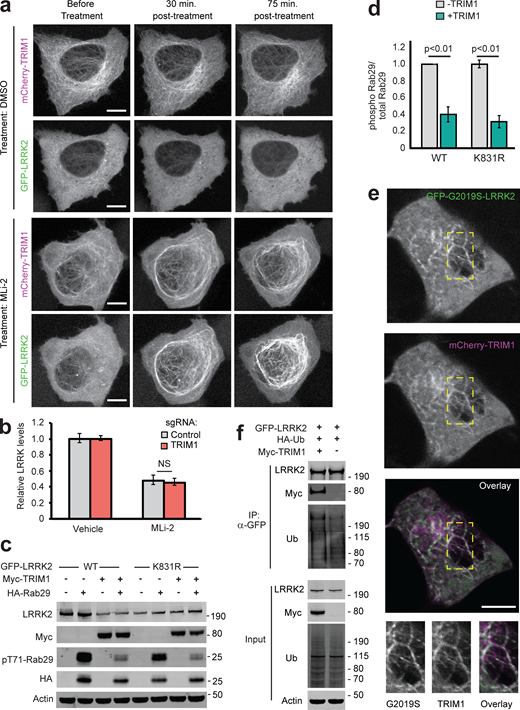 Additional characterization of effect of TRIM1 on LRRK2 localization and function. (a) Live-cell confocal microscopy of GFP-LRRK2 in the presence of mCherry-TRIM1 after treatment with LRRK2 kinase inhibitor MLi-2 (200 nM) or vehicle, showing the individual mCherry and GFP channels from the time course in Fig. 6 g. Rare cells with low levels of colocalization before treatment were followed over time. Scale bar = 10 μM. (b) Quantification of GFP-LRRK2 fluorescence in flow cytometric assay with TRIM1 knocked down (red bar) compared with cells with nontargeting sgRNA (gray bar). Cells were dox-induced for 24 h, dox was removed, and MLi-2 (100 nM) or vehicle was added for another 24 h before cells were assayed. Bars show median green fluorescence intensity, with error bars showing twice the SEM. (c) Immunoblot of Rab29 phosphorylation in the presence and absence of TRIM1 for WT LRRK2 and LRRK2 K831R. (d) Quantification of Rab29 phosphorylation in panel c. (e) Live-cell confocal microscopy of GFP-LRRK2 G2019S and mCherry-TRIM1 transiently transfected into PC-12 cells (scale bar = 5 μM). From top to bottom: GFP-LRRK2 G2019S, mCherry-TRIM1, merged image, and higher magnification of area in yellow boxes. (f) Immunoprecipitation and ubiquitination of GFP-LRRK2 with myc-TRIM1 in the presence of HA-ubiquitin in PC12 cells. The immunoblot membrane was physically cut between LRRK2- and myc-blotted portions, with both sections additionally probed with an anti-ubiquitin primary antibody. Significance testing for panel b was performed using ANOVA with post hoc t test with Bonferroni correction, and for panel d, using Mann–Whitney U test. Source data are available for this figure: SourceData FS5.