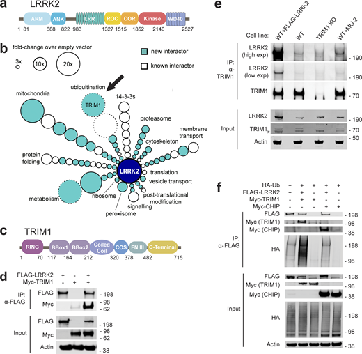 TRIM1 is a new LRRK2 E3 ubiquitin ligase. (a) Diagram of LRRK2 protein domains (ARM, armadillo repeat; ANK, ankyrin repeat; LRR, leucine-rich repeat; ROC, ras of complex proteins; COR, C-terminal of ROC domain). (b) Schematic of LRRK2 interactome in HEK-293T cells. LRRK2 interacting partners are classified radially according to function (aqua, new LRRK2 interacting partners; white, previously identified LRRK2 partners; size of circle indicates fold-change over empty vector control; circles without solid black outline had no peptides present in empty vector control; arrow indicates TRIM1). FLAG-LRRK2 was immunoprecipitated and interacting partners were identified and quantified by MS. Data represent at least four total independent replicates from two experiments and are additionally shown in Table S1. (c) Diagram of TRIM1 protein domains (FNIII, fibronectin III domain). (d) Coimmunoprecipitation of myc-TRIM1 with FLAG-LRRK2 in HEK-293T cells. (e) Coimmunoprecipitation of endogenous LRRK2 with TRIM1 in WT HEK-293T and HEK-293T TRIM1 CRISPR KO line. From left to right: WT HEK-293T cells transfected with exogenous FLAG-LRRK2 (positive control), WT HEK-293T cells, TRIM1 KO HEK-293T cells, and WT HEK-293T cells treated with 500 nM MLi-2 for 5 h. Low exp, short exposure of membrane; high exp, longer exposure of membrane. (f) Coimmunoprecipitation and ubiquitination of FLAG-LRRK2 with myc-TRIM1 or myc-CHIP in the presence of HA-ubiquitin in HEK-293T cells. Source data are available for this figure: SourceData F1.