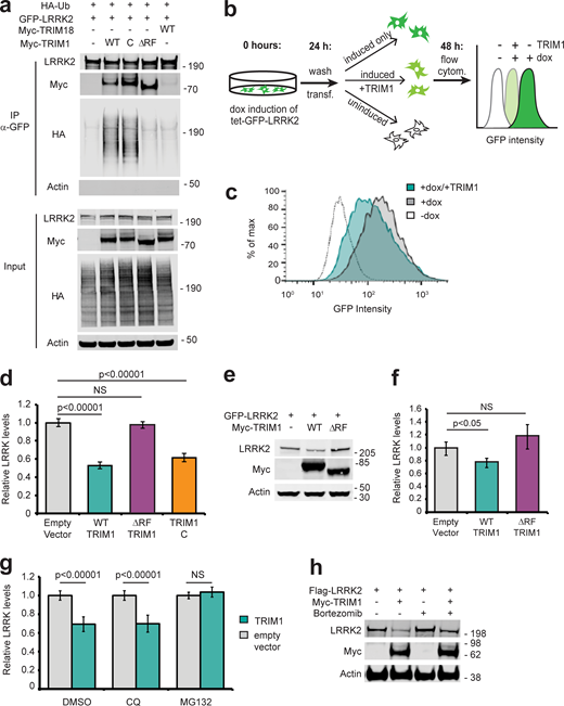 TRIM1 ubiquitinates LRRK2 to regulate its proteasomal degradation. (a) Immunoprecipitation and ubiquitination of GFP-LRRK2 with myc-TRIM1, myc-TRIM1 C, myc-TRIM1 ΔRF, or myc-TRIM18 in the presence of HA-ubiquitin (Ub) in HEK-293T cells. The immunoblotted membrane was physically cut between LRRK2- and myc-blotted portions, with both sections additionally probed with an anti-HA primary antibody. (b) Schematic of flow cytometric assay using GFP fluorescence to measure GFP-LRRK2 turnover. Dox-inducible GFP-LRRK2 HEK-293T cells were induced for 18–24 h and transfected ("transf." in figure), dox was simultaneously withdrawn, and GFP fluorescence was measured after 18–24 h (additional validation of assay in Fig. S2). All flow cytometry ("flow cytom.") assays were performed in the dox-inducible GFP-LRRK2 HEK-293T cell lines described in Zhao et al. (2015). (c) Representative histograms of GFP-LRRK2 fluorescence in the absence or presence of dox followed by TRIM1 or empty vector transfection. (d) Quantification of GFP-LRRK2 levels 24 h after dox withdrawal in the presence of empty vector (gray bar), TRIM1 (green bar), TRIM1 ΔRF (purple bar), or TRIM1 C (orange bar). (e) Representative immunoblot of GFP-LRRK2 levels from dox-inducible HEK-293T cells in the presence of myc-TRIM1 WT, myc-TRIM1 ∆RF, or empty vector. (f) Quantification of panel e showing mean value with error bars (SEM). (g) Quantification of GFP-LRRK2 levels in the presence of chloroquine (CQ) at 25 μM for 24 h, MG132 at 2 μM for 24 h, or equivalent volume of DMSO vehicle. (h) Immunoblot of FLAG-LRRK2 levels with or without expression of myc-TRIM1 in the absence or presence of proteasomal inhibitor bortezomib (1 nM for 18 h) and in the presence of HA-ubiquitin. Bar graphs of flow cytometry assays (d and g) show normalized median green fluorescence intensity with error bars showing twice the SEM. All histograms and bar charts of flow cytometry results represent ≥10,000 single cells per condition. All coimmunoprecipitation and flow cytometry assay results show a representative experiment, with the experiment repeated a minimum of three times. Significance for flow cytometry data (d and g) was calculated using ANOVA with post hoc t test with Bonferroni correction. Significance testing for f was performed using Mann–Whitney U test. Source data are available for this figure: SourceData F3. Refer to the image caption for details.