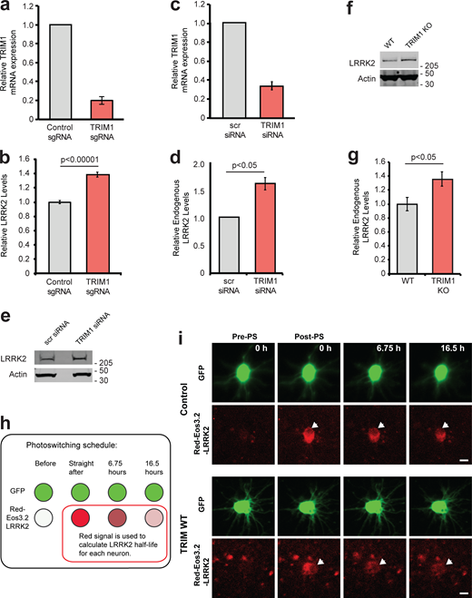 Reducing endogenous TRIM1 levels increases LRRK2 levels. (a) Relative TRIM1 mRNA expression in dox-inducible GFP-LRRK2 HEK-293T cells with dCas9 and either nontargeting sgRNA (gray bar) or four pooled TRIM1-targeting sgRNAs (red bar). Bars indicate mean ± SD. (b) Quantification of GFP-LRRK2 fluorescence with TRIM1 knocked down (red bar) compared with cells with nontargeting sgRNA (gray bar) 24 h after dox withdrawal. Error bars are twice the SEM; minimum of 10,000 live, single cells analyzed per condition. (c) Relative TRIM1 mRNA expression in Malme-3M cells with either scrambled siRNA (gray bar) or TRIM1-targeting siRNA (red bar) from the six independent experiments quantified in panel d. (d) Quantification of endogenous LRRK2 levels measured by immunoblots after TRIM1 siRNA knockdown showing mean values from six independent experiments; error bars show SEM. scr, scrambled. (e) Representative immunoblot of endogenous LRRK2 in lysate of Malme-3M cells with scrambled siRNA (left lane) or endogenous TRIM1 knocked down by targeted siRNA (right lane). (f) Immunoblot of endogenous LRRK2 in WT and TRIM1 KO HEK-293T cells. (g) Quantification of panel f showing mean value from four independent experiments, with error bars showing SEM. (h) Schematic of optical pulse-labeling experiment in which primary cortical neurons were cotransfected with mEos3.2-LRRK2 and GFP, and either TRIM1 or control plasmid. Cells were pulsed for 5–8 s with 405-nm light, causing a portion of mEos3.2-LRRK2 to fluoresce red, and cells were imaged over the indicated time period. (i) Representative primary cortical neurons from photoswitching (PS) experiment. Before photoswitching (pre-PS), mEos3.2-Red-LRRK2 was not detected. After photoswitching (post-PS) mEos3.2-Red-LRRK2 was detected, nuclear excluded (arrow), and decayed with time. LRRK2 decayed faster in neurons transfected with TRIM1. Scale bar = 10 μM. P value for b calculated using t test. Significance testing for d and g calculated using Mann–Whitney U test. Source data are available for this figure: SourceData F4. Refer to the image caption for details.