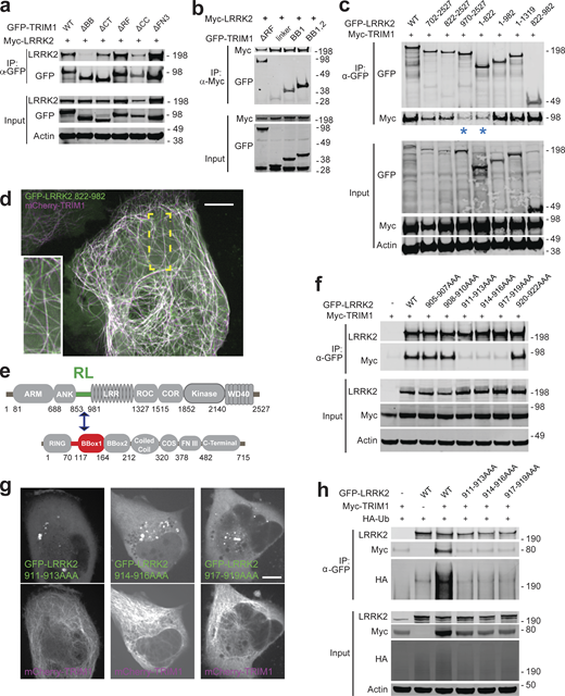 TRIM1 binds an N-terminal LRRK2 regulatory loop region via its B-box domain. (a) Coimmunoprecipitation of full-length myc-LRRK2 with GFP-TRIM1 domain constructs in HEK-293T cells (∆BB, TRIM1 construct lacking both B-box domains; ∆CT, TRIM1 lacking C-terminal domain; ∆RF, TRIM1 lacking ring-finger domain; ∆CC, TRIM1 lacking coiled coil domain; ∆FN3, TRIM1 lacking fibronectin III domain; details of constructs in Short et al. (2002). (b) Coimmunoprecipitation of full-length myc-LRRK2 with GFP-TRIM1 B-box domain constructs in HEK-293T cells (ΔRF denotes TRIM170–715; linker denotes TRIM170–117; BB1 denotes TRIM170–164; BB1,2 denotes TRIM170–212). (c) Coimmunoprecipitation of full-length myc-TRIM1 with GFP-LRRK2 domain constructs in HEK-293T cells. LRRK2 constructs include indicated amino acids from full-length LRRK2 sequence and are illustrated in Fig. S4. LRRK2822–892 is sufficient for interaction with TRIM1. (d) Live-cell confocal microscopy of GFP-LRRK2822–982 and mCherry-TRIM1 transiently transfected into H1299 cells. Inset shows higher magnification of region identified by the yellow box. Scale bar = 10 μM. (e) Schematic of LRRK2-TRIM1 domain interaction mediated by the LRRK2 Regulatory Loop (RL, green) and TRIM1BBox1 (red). (f) Coimmunoprecipitation of full-length myc-TRIM1 with GFP-LRRK2 WT and RL alanine scanning mutants. Mutants are full-length LRRK2 constructs with the three amino acid residues indicated mutated to three alanines. (g) Live-cell confocal microscopy of GFP-LRRK2 RL alanine scanning mutants and mCherry-TRIM1 transiently transfected into H1299 cells. Scale bar = 10 μM. (h) Ubiquitination of immunoprecipitated GFP-LRRK2 WT versus RL alanine scanning mutants. All coimmunoprecipitation and microscopy experiments are a representative image of at least three independent experiments. Source data are available for this figure: SourceData F5. Refer to the image caption for details.