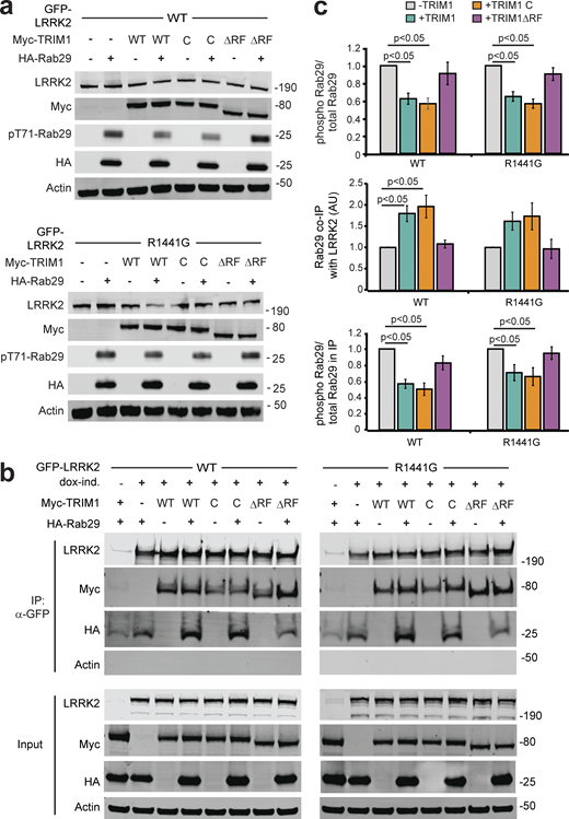 The LRRK2–Rab29 interaction is modulated by TRIM1’s E3 ligase activity. (a) Immunoblot of Rab29 phosphorylation with WT LRRK2 (top) or LRRK2-PD mutant R1441G (bottom) in the absence of overexpressed TRIM1 or with overexpression of myc-tagged WT TRIM1 (WT), microtubule-nonbinding TRIM1 (TRIM1 C), or TRIM1 lacking E3-ligase function (TRIM1∆RF). (b) Coimmunoprecipitation of Rab29 and TRIM1 variants with LRRK2 WT or R1441G. dox-ind., dox-induced. (c) Quantification of: Rab29 phosphorylation relative to total Rab29 in lysate from part A (top panel), Rab29 co-IPed with LRRK2 in the presence or absence of overexpressed TRIM1 variants from part B (middle panel) and Rab29 phosphorylation relative to total Rab29 in co-IP with LRRK2 in the presence or absence of overexpressed TRIM1 variants (bottom panel). All immunoblots are representative images, and quantification shows the mean value from at least three independent experiments, with error bars showing the SEM. Significance testing for panel c was performed using Kruskal–Wallis with post hoc Dunn test and Bonferroni correction. Source data are available for this figure: SourceData F8.