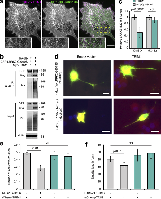 TRIM1 mediates proteasomal degradation of PD-mutant LRRK2 G2019S to rescue its toxicity. (a) Live-cell confocal microscopy of GFP-LRRK2 G2019S and mCherry-TRIM1 transiently transfected into H1299 cells. Scale bar = 10 μM. (b) Coimmunoprecipitation and ubiquitination (Ub) of GFP-LRRK2 G2019S with myc-TRIM1 in the presence of HA-ubiquitin in HEK-293T cells. (c) Flow cytometric assay on dox-inducible GFP-LRRK2 G2019S HEK-293T cells in the presence and absence of TRIM1 and the proteasome inhibitor MG132; bars show median green fluorescence intensity with error bars showing twice the SEM. (d) Representative dox-inducible LRRK2 G2019S PC-12 cells transfected with mCherry-TRIM1 or mCherry alone vector and GFP and differentiated with NGF for 5 d in the presence and absence of 1 µg/ml dox. Scale bar = 10 μM. (e) Quantification of the fraction of neurite-bearing PC-12 cells in the presence and absence of LRRK2 G2019S and the presence and absence of TRIM1; bars show mean of three independent experiments of 150–250 cells each; error bars show SEM. (f) Quantification of average neurite length on PC-12 cells with neurites in the presence and absence of LRRK2 G2019S and the presence and absence of TRIM1; bars show mean of three independent experiments; error bars show SEM. Significance testing for panel c was performed using ANOVA with post hoc t test with Bonferroni correction. Significance testing for panel e was performed using a test for equality of binomial parameters, and for panel f, using Kruskal–Wallis with post hoc Dunn test and Bonferroni correction. Source data are available for this figure: SourceData F9. Refer to the image caption for details.