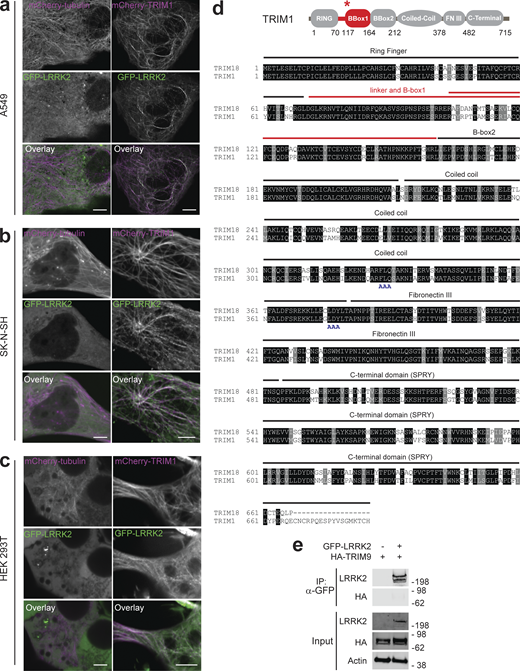 Additional characterization of the LRRK2-TRIM1 interaction. (a–c) Live-cell confocal microscopy of GFP-LRRK2 and mCherry-tubulin or mCherry-TRIM1 transiently transfected into A549 cells (scale bar = 10 μM; a), SK-N-SH cells (scale bar = 5 μM; b) or HEK-293T cells (scale bar = 5 μM; c). From top to bottom, each set shows mCherry-tubulin or mCherry-TRIM1, GFP-LRRK2, merged image. In all lines examined, in the presence of mCherry-tubulin, GFP-LRRK2 is diffusely cytoplasmic, but microtubule-localized in the presence of mCherry-TRIM1. (d) Alignment of TRIM18 with TRIM1. Domains labeled above alignment. Red line designates region required for TRIM1 interaction with LRRK2. Double red line designates region of least homology in TRIM1 and TRIM18 dual B-box domain. Dual-AAA motifs below the sequence designate the mutated amino acids used to make cytoplasmic TRIM1 C variant. (e) Immunoprecipitation of GFP-LRRK2, which fails to coimmunoprecipitate with HA-TRIM9 in HEK-293T cells. Source data are available for this figure: SourceData FS1. Refer to the image caption for details.