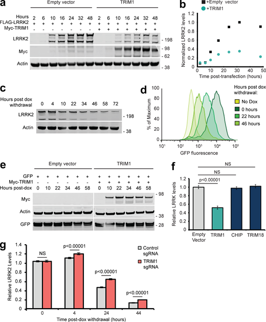 Evaluation of LRRK2 levels and validation of flow cytometric system to measure LRRK2 turnover. (a) Immunoblot of FLAG-LRRK2 cotransfected with myc-TRIM1 or empty vector control. Time indicates hours after transfection. (b) Quantification of panel a with LRRK2 levels normalized to actin. (c) Immunoblot showing LRRK2 levels relative to actin after withdrawal of dox (dox-induced for 18 h). (d) Histograms of GFP fluorescence from samples immunoblotted in panel c. (e) Immunoblot of dox-induced GFP expression cotransfected with myc-TRIM1 or empty vector control. Time indicates hours after transfection. (f) Flow cytometric quantification of GFP-LRRK2 levels in the presence of TRIM1, CHIP, or TRIM18. Bars show median green fluorescence intensity, with error bars showing twice the SEM. (g) Flow cytometric quantification of GFP-LRRK2 levels in TRIM1 knockdown and control dCas9/dox-GFP-LRRK2 HEK-293T lines 0, 4, 24, and 44 h after dox withdrawal relative to 0 h. Bars show median green fluorescence intensity, with error bars showing twice the SEM. Significance testing for f and g was performed using ANOVA with post hoc t test with Bonferroni correction. Source data are available for this figure: SourceData FS2. Refer to the image caption for details.