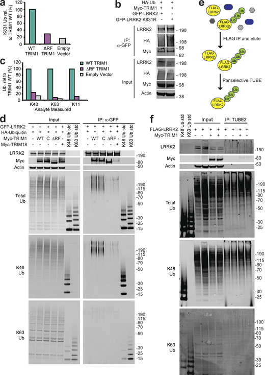LRRK2 ubiquitination by TRIM1. (a) Quantitative MS analysis of LRRK2 K831 ubiquitination (Ub) in the presence of WT TRIM1, ΔRF TRIM1, or empty vector. ("rel." designates relative). (b) Coimmunoprecipitation and ubiquitination of GFP-LRRK2 WT or K831R with myc-TRIM1 in the presence of HA-ubiquitin in HEK-293T cells. (c) All ubiquitin linkages identified by MS analysis of ubiquitinated LRRK2 eluate in the presence of WT TRIM1, ΔRF TRIM1, or empty vector. (d) Coimmunoprecipitation and ubiquitination of GFP-LRRK2 in the presence of HA-ubiquitin and TRIM1 WT, C, or ΔRF or TRIM18 followed by immunoblotting against total ubiquitin, K48-linked ubiquitin, or K63-linked ubiquitin. The immunoblot membrane for the input samples was physically cut to separate the LRRK2-, myc-, and actin-blotted portions, with all regions additionally probed with a primary antibody for total ubiquitin. (e) Schematic of TUBE assay. LRRK2 was immunoprecipitated from HEK-293T lysate with anti-FLAG–conjugated agarose resin, and a panselective TUBE was used to isolate ubiquitinated LRRK2, which was analyzed by immunoblot. (f) TUBE assay with FLAG-LRRK2 expressed in the presence of myc-TRIM1 or a control vector. TUBE eluates were blotted with broad anti-ubiquitin antibodies as well as K48 and K63 linkage-specific antibodies. All immunoblots are representative of at least three independent experiments. Source data are available for this figure: SourceData FS3. Refer to the image caption for details.