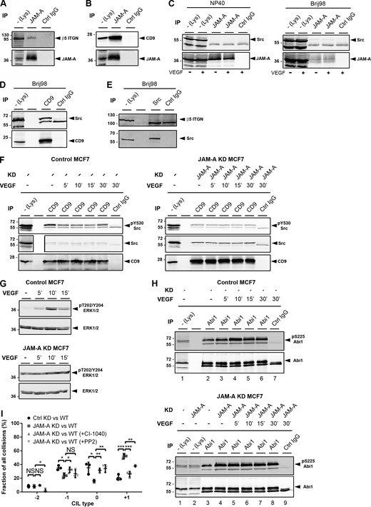 JAM-A interacts with CD9, αvβ5 integrin, and c-Src, and suppresses the activities of the Src-FAK and MEK-ERK1/2 pathways. (A) CoIP of αvβ5 integrin with JAM-A. (B) CoIP of CD9 with JAM-A. (C) CoIP of Src with JAM-A. Src association with JAM-A is only detectable in Brij98 lysates. Quantification of Western blot signals is shown in Fig. S2 A. (D) CoIP of Src with CD9. (E) CoIP of αvβ5 integrin with Src. (F) CD9 immunoprecipitates from control MCF7 cells (MCF7-pLVTHM, left panel) or JAM-A-depleted cells (MCF7-pLVTHM-JAM-A shRNA, right panel) were immunoblotted for Tyr530-phosphorylated Src (80% of input, top panels). Note that high Src activity is reflected by low P-Tyr530 immunoreactivity. About 10% of the precipitated material was immunoblotted for total Src and for CD9. Data are representative of three independent experiments. Quantifications of Western blot signals are shown in Fig. S2 B. (G) Lysates of control MCF7 cells or JAM-A KD MCF7 cells were immunoblotted for P-Thr202/P-Tyr204 ERK1/2 or total ERK1/2. Data is representative of three independent experiments. Quantifications of Western blot signals are shown in Fig. S2 C. (H) Abi1 immunoprecipitates were immunoblotted for Ser225-phosphorylated Abi1 (90% of input, top panels) and total Abi1 (10% of input, bottom panels). In the bottom panel, an Abi1 immunoprecipitate obtained from unstimulated control cells (lane 3) was loaded directly adjacent to an Abi1 immunoprecipitate obtained from unstimulated JAM-A-depleted cells (lane 4) for direct comparison of Abi1 P-Ser225 levels. Quantifications are shown in Fig. S2 D. (I) Quantification of CIL types after collisions between scrambled shRNA-expressing MCF7 cells (Ctrl KD) and JAM-A shRNA-expressing MCF7 cells (JAM-A KD) in the presence of either CI-1040 or PP2. Number of collisions analyzed: n = 111 for Ctrl KD–WT collisions, n = 112 for JAM-A KD–WT collisions, n = 81 for JAM-A KD—WT (+CI-1040), n = 61 for JAM-A KD—WT (+PP2; three independent experiments). Statistical analysis was performed with unpaired Student’s t test. Data are presented as mean values ± SD. NS, not significant; *, P < 0.05; **, P < 0.01; ***, P < 0.001. Source data are available for this figure: SourceData F4.
