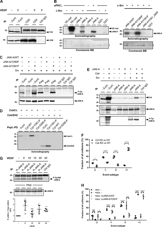 Csk directly interacts with Tyr280-phosphorylated JAM-A and regulates CIL in MCF7 cells. (A) CD9 IPs from VEGF-stimulated MCF7 cells were blotted for Csk (top panel, 90%) or for CD9 (bottom panel, 10%). Quantification of Western blot signals is shown in Fig. S2 G. (B) Left: In vitro phosphorylation of GST-JAM-A fusion proteins by c-Src. Phosphorylation by aPKCζ served as a positive control. Right: In vitro phosphorylation of JAM-A mutants by recombinant c-Src. (C) Flag-tagged JAM-A constructs (JAM-A/WT, JAM-A/Y280F, and JAM-A/Y261F) were immunoprecipitated from HEK293T cells and analyzed by Western blotting with a P-Tyr280 JAM-A antibody (Rockland #600-401-GN5, top, 90% of input) or with a Flag tag antibody (bottom, 10% of input). (D) Biotinylated JAM-A cytoplasmic domain (Cyt) peptides were incubated with in vitro translated recombinant Csk full length (Csk/f.l.) or Csk SH2 domain (Csk/SH2). Abbreviations: Pept-PD, peptide pulldown. (E) JAM-A immunoprecipitates obtained from HEK293T cells transfected with JAM-A, Csk, and constitutively active Src (Src/Y530F) were immunoblotted with antibodies against Csk (80% of input), JAM-A (10% of input), and phosphotyrosine residues (4G10, 10% of input). (F) Quantification of CIL phenotypes in Csk KD MCF7 cells. Collisions of control MCF7 cells (transfected with pTRIPZ-tRFP vector, Ctrl KD) or Csk KD MCF7 cells (transfected with pTRIPZ-tRFP-Csk-shRNA, Csk KD) with MCF7 WT cells (transfected with pLVTHM-EGFP). Number of collisions analyzed: n = 122 cells for Ctrl KD–WT collisions (three independent experiments), n = 153 for Csk KD–WT collisions (four independent experiments). (G) Tyr280 phosphorylation of JAM-A was analyzed by immunoprecipitating P-Tyr280-phosphorylated JAM-A from VEGF-stimulated MCF7 cells using a P-Tyr280-JAM-A (P-JAM-A)-specific antibody (Affi1550), followed by immunoblotting with a JAM-A-specific mouse mAb (BD TL 612120). Postnuclear supernatants (PNS) were immunoblotted with a JAM-A antibody (mouse mAb BD TL 612120). Western blot signals were quantified using the Odyssey imaging system (LI-COR). P-Tyr280 JAM-A signals were normalized to total JAM-A levels. Signals obtained from control samples were set to 100%. Statistical analyses were performed using one-sample t test (five independent experiments) NS, not significant; *, P < 0.05; **, P < 0.01; ***, P < 0.001. (H) Quantitative analysis of CIL types observed in 1D kinematic assays performed with mixed populations of WT MCF7 cells and MCF7 cells with doxycycline-inducible KD of JAM-A (pEmU6proT plasmid; − dox: shRNA expression off, + dox: shRNA expression on) and ectopic expression of shRNA-resistant murine JAM-A constructs (mJAM-A/WT, mJAM-A/Y281F). Number of events analyzed: − dox: 121 (3 ind. exp.), + dox: 117 (three independent experiments), + dox:mJAM-A/WT: 120 (four independent experiments), + dox:mJAM-A/Y281F: 89 (four independent experiments). If not indicated otherwise, statistical analyses were performed using unpaired Student’s t test. Data are presented as arithmetic means ± SD; NS, not significant; *, P < 0.05; **, P < 0.001; ***, P < 0.001; ****, P < 0.0001. Source data are available for this figure: SourceData F5.
