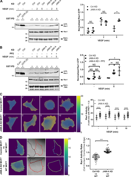 JAM-A limits Rac1 activity in MCF7 cells. (A) Left: GST-pulldown (GST-PD) assays from control MCF7 cells (pLVTHM-EGFP) and JAM-A KD MCF7 cells (pLVTHM-EGFP-JAM-A-shRNA). Control immunoblots indicate the levels of total Rac1 and the GST-PAK1-PBD fusion protein present in each sample. Right: Quantification of Rac1 activity. Levels of active Rac1 (Rac1-GTP) are expressed as ratios of signal intensities of Rac1-GTP to total Rac1. Data is derived from three independent experiments. (B) GST-PD assays from JAM-A KD MCF7 cells after inhibition of Src with 10 μM PP2. Experiment was performed as described in (A). Data is derived from three independent experiments. (C) FRET analysis of Rac1 activity in single cells. Left: Control MCF7 cells (transfected with the Rac1-Raichu biosensor and pInd10-mir-RUP-PheS) (top) or JAM-A-depleted MCF7 cells (transfected with the Rac1-Raichu biosensor and pInd10-mir-RUP-PheS-JAM-A-shRNA (bottom) were seeded as single cells and stimulated with VEGF (100 ng/ml). FRET activity is shown as YFP:CFP ratio as indicated by the color bar. Scale bars: 10 µm. Right: Quantification of FRET ratios. Rac1 activity is depicted as percent of cell area with a FRET ratio >1.3 (n = 70 for each condition, six independent experiments). (D) FRET analysis of Rac1 activity at cell–cell contacts of colliding cells. Left: Control MCF7 cells or JAM-A-depleted MCF7 cells expressing the Raichu-Rac1 biosensor (described in C) were mixed with non-transfected MCF7 cells (WT MCF7). FRET activity is shown as YFP:CFP ratio as indicated by the color bar. Scale bars: 10 µm. Right panel: Quantification of FRET ratios. Rac1 activity at cell–cell contacts relative to cell-free edges is depicted as the ratio of FRET signals (mean grey values) at cell–cell contacts to the FRET signals (mean grey values) at the cell-free edge of the Raichu-Rac1-expressing cell (n = 49 for each condition, three independent experiments). All statistical analyses shown in the figure were performed using unpaired Student’s t test. Data are presented as arithmetic means ± SD; NS, not significant, *, P < 0.05; **, P < 0.01; ***, P < 0.001; ****, P < 0.0001. Source data are available for this figure: SourceData F7. Refer to the image caption for details.