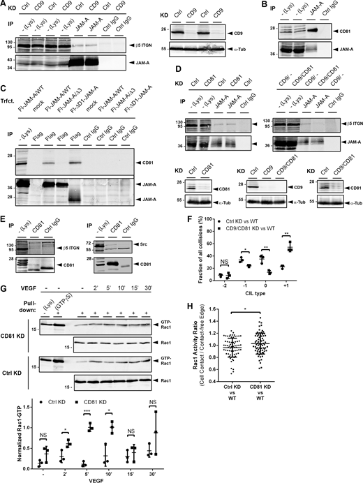 Tetraspanin CD81 is part of the JAM-A - CD9 - αvβ5 integrin complex and regulates Rac1 activity. (A) CoIP of αvβ5 integrin with JAM-A from CD9 KD MCF7 cells. Right: Expression of CD9 in control cells (MCF7-pLVTHM) and CD9 knockdown cells (MCF7-pLVTHM-CD9-shRNA). (B) CoIP of CD81 with JAM-A. (C) CoIP of CD81 with JAM-A mutant constructs: ΔD1-JAM-A (lacks D1 Ig domain), JAM-A/Δ3 (lacks PBM). Abbreviations: Fl, Flag. (D) CoIP of αvβ5 integrin with JAM-A from CD81 KD MCF7 cells and CD9/CD81 double KD MCF7 cells. Control KD and CD81 KD were achieved with OnTarget plus non-targeting pool and hCD81 OnTarget plus siRNA pool, respectively. (E) CoIP of αvβ5 integrin (left) and Src (right) with CD81. (F) Quantification of CIL after combined depletion of CD9 and CD81 in MCF7 cells. Number of collisions analyzed: n = 83 for Ctrl KD–WT collisions, n = 67 for CD9/CD81 KD–WT collisions (three independent experiments). (G) Top: GST-PD assay from CD81 KD MCF7 cells (pInducer10-mir-RUP-PheS-hCD81 shRNA) or from control MCF7 cells (pLVTHM). Bottom: Quantification of Rac1 activities in CD81 KD cells compared with control KD cells. Levels of active Rac1 (GTP-Rac1) are expressed as ratios of signal intensities of GTP-Rac1 to total Rac1. Data is derived from three independent experiments. (H) CD81 suppresses Rac1 activity at cell–cell contacts during cell collisions. Quantification of FRET ratios in Ctrl MCF7 (Ctrl KD) and CD81 KD MCF7 cells (CD81 KD) collided with wildtype MCF7 (WT) cells. Rac1 activity at cell–cell contacts relative to cell-free edges is depicted as the ratio of FRET signals (mean grey values) at cell–cell contacts to the FRET signals (mean grey values) at the cell-free edge of the Raichu-Rac1-expressing cell (n = 71 for each condition, three independent experiments. All statistical analyses shown in the figure were performed using unpaired Student’s t test. Data are presented as arithmetic means ± SD; NS, not significant; *, P < 0.05; **, P < 0.01; ***, P < 0.001. Source data are available for this figure: SourceData F8.