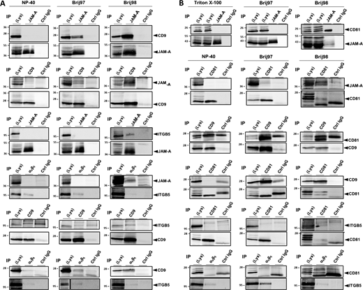 Characterization of the JAM-A- and αvβ5 integrin-containing TEMs. MCF7 cells were lysed using NP40-, Brij97- or Brij98-containing lysis buffers. Immunoprecipitation (IP) was performed with antibodies against the indicated molecules. 90% of the immunoprecipitated material was blotted with antibodies against the putative binding partner (top panels in all figures), 10% of the precipitated material was blotted with antibodies against the precipitated protein to control for immunoprecipitation efficiency. (A) Characterization of the JAM-A-, CD9-, and αvβ5 integrin-containing TEM. (B) Characterization of the JAM-A-, CD81-, and αvβ5 integrin-containing TEM. Note that all specific interactions are only detectable under lysis conditions that preserve tetraspanin-mediated interactions (Brij97 and/or Brij98). Abbreviations: ITGB5, integrin β5. Source data are available for this figure: SourceData FS1. Refer to the image caption for details.