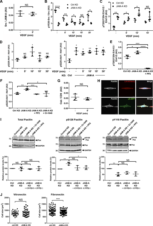 Quantification of Src—JAM-A and Csk—CD9 association as well as of Src, Erk1/2 and Abi1 phosphorylation in JAM-A-depleted cells. (A) Quantification of Src association with JAM-A in the absence and presence of VEGF stimulation (addendum to Fig. 4 C). (B) Quantification of Src phosphorylation (Tyr530) in JAM-A KD MCF7 cells (addendum to Fig. 4 F). Note that Tyr530 of Src is a negative regulatory Tyr residue, and that low pY530/total Src ratios are indicative for high Src activity. (C) Quantification of Erk1/2 phosphorylation (Thr202/Tyr204) in JAM-A KD MCF7 cells (addendum to Fig. 4 G). (D) Quantification of Abi1 phosphorylation (Ser225) in JAM-A KD MCF7 cells (addendum to Fig. 4 H). (E) Quantification of Erk1/2 phosphorylation (Thr202/Tyr204) in JAM-A KD MCF7 cells treated with PP2. (F) Quantification of Abi1 phosphorylation (Ser225) in JAM-A KD MCF7 cells treated with either CI-1040 or with PP2. (G) Quantification of Csk association with CD9 in the absence and presence of VEGF stimulation (addendum to Fig. 5 A). (H) Paxillin localization in MCF7 cells cultured on VN-coated micropatterned substrates (5 µm width). Arrowheads indicate polarized enrichment of paxillin at the periphery of cells migrating on the spatially confined substrate. Scale bars: 10 µm. (I) Paxillin phosphorylation at Tyr118 and Ser126 after inhibition of ERK1/2 (CI-1040) or Src (PP2). Top: Western blot analysis using antibodies against total paxillin (Pax), P-Ser126 paxillin (pS126Pax), or P-Tyr118 paxillin (pY118Pax). Bottom: Quantification of paxillin phosphorylations. Western blot signals were quantified using the Odyssey application software. In A and G, signals obtained with Src and Csk antibodies were normalized to the signals obtained with JAM-A and CD9 antibodies, respectively. In B, C, D, E, F, and I, signals obtained with phospho-specific antibodies were normalized to the signals obtained with antibodies directed against the respective total protein in each experiment. (J) Cell size analysis of MCF7 cells stably transfected with a control vector (pLVTHM-EGFP, Control KD) or with a JAM-A shRNA expression vector (pLVTHM-EGFP-JAM-A-shRNA, JAM-A KD) seeded on VN-coated or FN-coated polyacrylamide gels (for VN: n = 34 for Ctrl cells, n = 35 for JAM-A KD cells, four independent experiments; for FN: n = 74 for Ctrl cells, n = 74 for JAM-A KD cells, four independent experiments). Data is taken from three independent experiments in each panel. Statistical analysis was performed using unpaired Student’s t test. NS, not significant; *, P < 0.05; **, P < 0.01; ****, P < 0.0001. Source data are available for this figure: SourceData FS2.