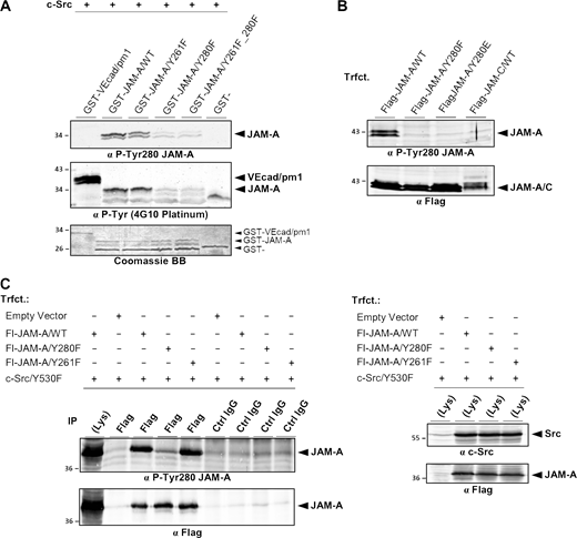 Characterization of a P-Tyr280 JAM-A–specific antibody. (A) GST-fusion proteins containing the cytoplasmic domain of JAM-A, either the WT sequence (GST-hJAM-A/WT) or Tyr-to-Phe substitutions of the two Tyr residues present in the cytoplasmic domain of hJAM-A (-/Y261F, -/Y280F, -/Y261F_Y280F), were incubated with recombinant c-Src in kinase buffer. A fragment of the cytoplasmic domain of VE-cadherin (GST-VEcad/pm1) and GST alone (GST-) served as positive and negative controls, respectively. After kinase reaction, the GST fusion proteins were separated by SDS-PAGE and immunoblotted with an anti P-Tyr280 JAM-A-specific antibody (Affi1550, top panel) or with a pan-P-Tyr-specific antibody (4G10 Platinum, middle panel). 10% of the input of GST fusion proteins were stained with Coomassie BB (bottom panel). Note that the P-Tyr280 JAM-A antibody detects JAM-A only when Tyr280 is unmodified. (B) Lysates of CHO cells ectopically expressing Flag-tagged JAM-A/WT (Flag-JAM-A/WT), Flag-JAM-A/Y280F, Flag-JAM-A/Y280E, or Flag-tagged JAM-C/WT (Flag-JAM-C/WT) were separated by SDS-PAGE and immunoblotted with an anti P-Tyr280 JAM-A-specific antibody (Affi1550, top panel) or with a Flag tag-specific antibody (bottom panel). Note that the P-Tyr280 JAM-A antibody detects only WT JAM-A. (C) HEK293T cells were co-transfected with Flag-JAM-A constructs as indicated and constitutively active c-Src (Src/Y530F). Left panel: Flag immunoprecipitates were separated by SDS-PAGE and immunoblotted with an anti P-Tyr280 JAM-A-specific antibody (Affi1550, top panel, 90% of input) or with a Flag tag-specific antibody (bottom panel, 10% of input). Right panel: Lysates of transfected cells were immunoblotted with an anti c-Src antibody (top) or with an anti-Flag antibody (bottom). Abbreviation: Trfct, Transfection; VEcad, VE-cadherin. Source data are available for this figure: SourceData FS3.