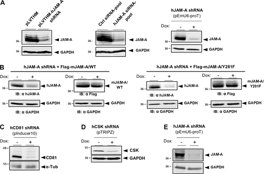 Efficiencies of siRNA- and shRNA-mediated knockdowns and expression levels of rescue constructs. (A) Efficiency of JAM-A KD in MCF7 cells stably transfected with a constitutive shRNA expression vector (left panel), transiently transfected with a hJAM-A-specific siRNA pool (middle panel), or stably transfected with a conditional shRNA expression vector that expresses JAM-A shRNAs under a doxycycline-regulated promoter (pEmU6-proT, TetON). (B) Ectopic expression of murine JAM-A rescue constructs (mJAM-A/WT, mJAM-A/Y281F) in MCF7 cells stably expressing a hJAM-A shRNA under a doxycycline-regulated promoter (pEmU6-proT). Cells were left uninduced (− Dox) or were induced to express JAM-A shRNAs (+ Dox). Lysates of cells were immunoblotted with antibodies depicted below the blots. (C) Efficiency of CD81 KD in MCF7 cells stably transfected with a conditional shRNA expression vector that expresses CD81 shRNAs under a doxycycline-regulated promoter (pInducer10, TetON). (D) Efficiency of CSK KD in MCF7 cells stably transfected with a conditional shRNA expression vector that expresses CSK shRNAs under a doxycycline-regulated promoter (pTRIPZ, TetON). (E) Efficiency of JAM-A KD in MDA-MB-231 cells stably transfected with a conditional shRNA expression vector that expresses JAM-A shRNAs under a doxycycline-regulated promoter (pEmU6-proT, TetON). Source data are available for this figure: SourceData FS5. Refer to the image caption for details.
