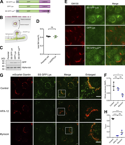 Visualization of transport vesicles to apical membrane containing sphingomyelin. (A) A schematic diagram of the construct to visualize intracellular trafficking of sphingomyelin. SS means the preprotrypsin signal peptide (MSALLILALVGAAVAFPVD). (B) SS-GFP-Lys is expected to reside in the Golgi apparatus or the transport vesicles budding from TGN due to the binding to sphingomyelin synthesized and accumulated in the Golgi apparatus. When transport vesicles were fused with the plasma membrane, SS-GFP-Lys is released into the medium. (C) Total cell lysate of EpH4 cells stably expressing SS-GFP-Lys, GFP-Lys, and SS-GFP-LysWA were resolved by SDS-PAGE and immunoblotted with anti-GFP mAb and anti-alpha-tubulin mAb. (D) Total lipids were extracted from parental EpH4 cells and EpH4 cells expressing SS-GFP-Lys by Bligh and Dyer method. The ratio of the amount of sphingomyelin (mg/dl) to the total amount of phospholipids (mM) were plotted for both samples. N = 3 from independent experiments; error bar, SD; ns, not significant by Student’s t test. (E) EpH4 cells stably expressing SS-GFP-Lys, GFP-Lys, and SS-GFP-LysWA were fixed and stained with anti-GM130 mAb (red). Only SS-GFP-Lys co-localized with GM130. Scale bar, 10 μm. (F) EpH4 cells were treated with DMSO (control) or 40 µM HPA-12 or 50 μM Myriocin for 36 h. Then, total lipids were extracted by Bligh and Dyer method and the amount of total phospholipids (mM) and sphingomyelin (mg/dl) were quantified. N = 3 from independent experiments; error bar, SD; *, P = 0.0162; and ns, not significant by one-way ANOVA with Tukey’s post-hoc test. (G) EpH4 cells stably expressing both SS-GFP-Lys and mScarlet-Giantin were treated with DMSO (control) or 40 µM HPA-12 or 50 μM Myriocin for 36 h. Scale bar, 5 μm. (H) The quantification of the cytoplasmic SS-GFP-Lys vesicles in cells treated with DMSO (control) or 40 µM HPA-12 or 50 μM Myriocin for 36 h. Icytosol was calculated as (total area of SS-GFP-Lys − the area of SS-GFP-Lys that is colocalized with Giantin)/Total area of GFP. N = 3 from independent experiments; error bar, s.d.; ****, P < 0.0001; and ns, not significant by one-way ANOVA with Tukey’s post-hoc test. Source data are available for this figure: SourceData F2.