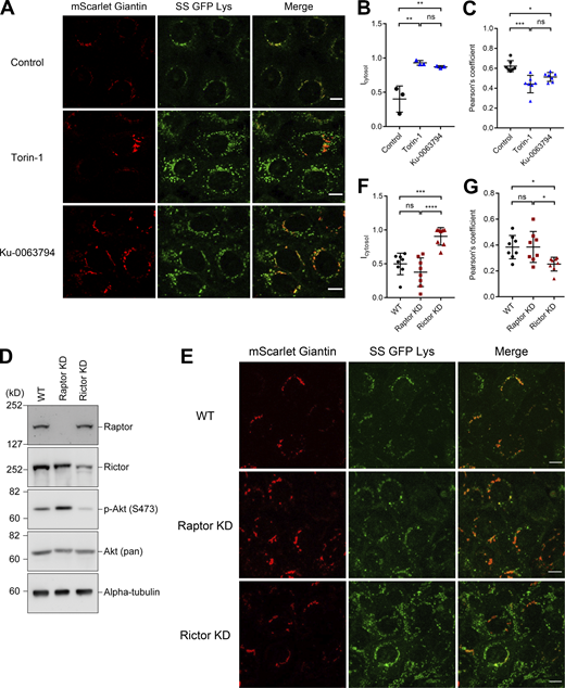 Inhibition of the mTORC2 pathway impairs apical transport of sphingomyelin. (A) EpH4 cells stably expressing SS-GFP-Lys and mScarlet-Giantin were treated with DMSO (Control), 250 nM Torin-1, or 3 μM Ku-0063794 for 12 h. Treatment with mTOR inhibitors increases the dot-like cytoplasmic SS-GFP-Lys vesicles without changing morphology of the Golgi apparatus. Scale bar, 10 μm. (B) Quantification of the cytoplasmic SS-GFP-Lys vesicles in cells treated with DMSO (Control), 250 nM Torin-1 or 3 μM Ku-0063794 for 24 h. N = 3 independent experiments; error bar, SD; **, P(Torin-1) = 0.0029; **, P(Ku-0063794) = 0.0052; and ns, not significant by one-way ANOVA with Tukey’s post-hoc test. (C) Quantification of Pearson’s correlation coefficient between SS-GFP-Lys and Giantin in cells treated with DMSO (Control), 250 nM Torin-1, or 3 μM Ku-0063794 for 12 h. N = 7 from independent experiments; error bar, SD; ***, P = 0.0002; *, P = 0.0157; and ns, not significant by one-way ANOVA with Tukey’s post-hoc test. (D) Total cell lysates of wild-type EpH4 cells (WT), Raptor knockdown (KD) and Rictor KD EpH4 cells were resolved by SDS-PAGE and immunoblotted with indicated antibodies. In Rictor KD cells, the level of Akt (Ser 473) phosphorylation are reduced as compared to wild-type EpH4 cells as described previously (Guertin et al., 2006). (E) Raptor or Rictor was knocked down in EpH4 cells stably expressing SS-GFP-Lys and mScarlet-Giantin. The cytoplasmic dots of SS-GFP-Lys were significantly increased in Rictor KD cells. Scale bar, 10 μm. (F) Quantification of the cytoplasmic SS-GFP-Lys vesicles in WT cells, Raptor KD cells and Rictor KD cells. (N = 8 from independent experiments; error bar, SD, one-way ANOVA; ***, P = 0.0003; ****, P < 0.0001). (G) Quantification of Pearson’s correlation coefficient between SS-GFP-Lys and Giantin in WT cells, Raptor KD cells and Rictor KD cells. N = 8 independent experiments; error bar, SD; *, P(WT) = 0.0243; *, P(Raptor KD) = 0.0232; and ns, not significant by one-way ANOVA with Tukey’s post-hoc test. Source data are available for this figure: SourceData F4.