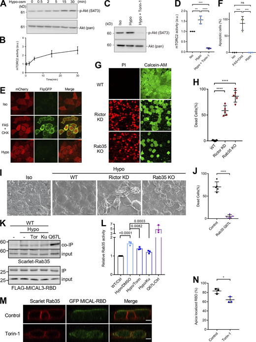 mTORC2–Rab35 activity is required for the adaptation to increased apical plasma membrane tension under hypo-osmotic stress. (A and B) mTORC2 activity under hypo-osmotic condition (150 mOsm/liter) were assessed by phosphorylation level of Akt Ser473 in EpH4 cells. N = 6 independent experiments. (C) Total cell lysates of wild-type EpH4 cells under iso- (Iso) and hypo-osmotic (Hypo) conditions, the latter treated with either DMSO or Torin-1 were resolved by SDS-PAGE and immunoblotted with indicated antibodies. (D) Quantification of C. N = 3 independent experiments; error bar, SD; **, P = 0.0019; ***, P = 0.0002; and ****, P < 0.0001 by one-way ANOVA with Tukey’s post-hoc test. (E) EpH4 cells expressing a GFP-based fluorogenic caspase-3 reporter, FlipGFP(casp3)-T2A-mCherry (Zhang et al., 2019), were treated with either iso- (Iso) or hypo-osmotic (Hypo) buffer. Cells treated with anti-Fas-antibody serve as the positive control for apoptosis. Scale bar, 10 µm. (F) Quantification of the rate of cells that undergo apoptosis under the conditions described in E. N = 3 independent experiments; error bar, SD; ***, P = 0.0003 and ns, not significant by one-way ANOVA with Tukey’s post-hoc test. (G) Wild-type EpH4 cells (WT), Rictor KD cells, and Rab35 KO cells were treated with hypo-osmotic buffer (30 mOsm/liter) for 30 min and stained with PI (red; nucleus of dead cells) and Calcein-AM (green; cytosol of live cells) to evaluate live and dead cells. Scale bar, 20 µm. (H) Quantification of the ratio of dead cells to total cells under the conditions described in G. N = 5 independent experiments; error bar, SD; ****, P < 0.0001 by one-way ANOVA with Tukey’s post-hoc test. (I) Scanning electron microscopy wild-type EpH4 cells under iso-osmotic buffer (Iso) and wild-type (WT), Rictor KD and Rab35 KO cells treated with hypo-osmotic buffer (30 mOsm/liter) for 10 min. Scale bar, 10 µm. (J) Quantification of the ratio of live cells to total cells in Rictor KD cells stably expressing mScarlet only or mScarlet-Rab35 Q67L and stained with Calcein-AM. Cells were treated with hypo-osmotic buffer (30 mOsm/liter) for 40 min. N = 5 independent experiments; error bar, SD; ****, P < 0.0001 by Student’s t test. This data is related to Videos 3 and 4. (K) Immunoblot of active, GTP-Rab35 purified by pull-down with the Rab-binding domain (RBD) of the Rab35 effector MICAL-3 in samples prepared from EpH4 cells stably expressing either wild-type or Q67L mScarlet-Rab35. Cells were maintained in iso-osmotic medium (-) and exposed to hypo-osmotic medium (Hypo, 150 mOsm/liter) for 2 min before lysis. (L) Quantification of K. N = 3 independent experiments; error bar, SD; P values indicated are from one-way ANOVA with Tukery’s post-hoc test. Data from Q67L was considered as outliers and excluded from comparison. (M) Localization of the GFP-tagged RBD of MICAL-3 in wild-type EpH4 cells stably expressing wild-type mScarlet-Rab35 treated with DMSO (Control) or 250 nM Torin-1 for 24 h. Scale bar, 5 µm. (N) Quantification of M. N = 3 independent experiments; error bar, SD; *, P = 0.0189 by Student’s t test. Source data are available for this figure: SourceData F7.