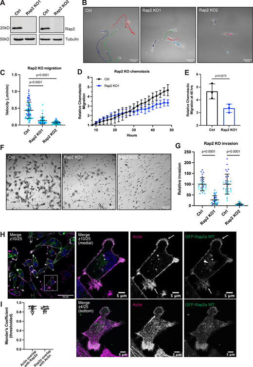 Rap2 is necessary for MDA-MB-231 migration and invasion. (A) Loss of Rap2 confirmed via Western blot. Two different triple CRISPR KOs were made in MDA-MB-231s (see Materials and methods). All Ctrl cells shown in this figure are dox-inducible Cas9 MDA-MB-231s that were used to generate CRISPR lines. 50 µg of lysate was loaded for each sample. (B) Time-lapse 2D migration. Ctrl and Rap2 KO cells were plated on collagen-coated glass dishes and imaged every 10 min for 16 h using a brightfield 40× objective. Representative still images show the last frame of the time-lapse experiment, where the cell body indicates the location of the cell at the last time point. Cells were manually tracked in Fiji using the Manual Tracking plugin. Colors denote individual cell tracks over 16 h. White dots represent the start and finish of each cell track. Scale bars, 50 µm. (C) 2D migration velocity quantification. From the Fiji manual tracking, velocity data (µm/min) was extracted for each individual cell. Three biological replicates were performed for each cell line. For each experiment, 30 cells (color coded) were randomly chosen for velocity tracking (∼3 cells from ∼10 fields of view). Each cell was treated as its own data point (n = 90). One-way ANOVA with Tukey’s multiple comparisons test. Mean ± SD. Ctrl versus Rap2 KO1, P < 0.0001. Ctrl versus Rap2 KO2, P < 0.0001. (D) Chemotactic cell migration Ctrl versus Rap2 KO1 cells. Cells were imaged every 2 h for 48 h using an IncuCyte S3 instrument. Raw data (the sum area of all migrated cells normalized to the area at time 0) was extracted and averaged for each technical replicate. Data was then adjusted/normalized to the 8-h time point (see Materials and methods). The graph shows relative chemotactic migration over the 48-h time course. Mean ± SD. (E) Chemotactic migration quantification. Three biological replicates were performed, with six technical replicates in each experiment. Statistical analysis (unpaired t test) was performed on the relative chemotactic migration at 48 h. Mean ± SD at 48 h. Ctrl versus Rap2 KO1, P = 0.0273. (F) Boyden chamber invasion assay. Ctrl and Rap2 KO cells were plated in a modified Boyden chamber coated with Matrigel. Cells were allowed 20 h to invade through the Matrigel-coated pores before fixation and crystal violet staining. Inserts were imaged using a brightfield 20× air objective. Representative images are shown. Hollow circles indicate the 8-µm pores. Scale bars, 100 µm. (G) Invasion assay quantification. Three biological replicates were performed, with technical duplicates in each experiment. 5 fields of view were imaged for each Matrigel insert (resulting in 10 fields of view per experiment per condition, color coded). Raw number of cells invaded per field of view were normalized to Ctrl. Rap2 KO1 and Rap2 KO2 cells were analyzed at different times; hence two Ctrl samples. Each field of view was treated as its own data point (n = 30). One-way ANOVA with Tukey’s multiple comparisons test. Mean ± SD. Ctrl versus Rap2 KO1, P < 0.0001. Ctrl versus Rap2 KO2, P < 0.0001. (H) GFP-Rap2a WT localization. MDA-MB-231 cells stably expressing GFP-Rap2a were fixed and stained with phalloidin (magenta) and DAPI (blue). Z-slices are indicated on merged images. In most images, medial z-slices are shown. Here, we also provide a z-slice at the bottom of the cell, to highlight overlap between actin and GFP-Rap2a. Arrows point to example sites of actin and GFP-Rap2a colocalization. The arrowhead indicates the GFP-Rap2a intracellular organelle population. Scale bars, 50 and 5 µm. (I) Colocalization analysis of actin and GFP-Rap2a. Thresholded Mander’s coefficients were calculated using the Fiji Coloc 2 plugin. One biological replicate was performed, with five fields of view and five cells in each field (n = 25). The fraction of actin overlapping with Rap2a (tM1, mean = 0.8678) and the fraction of Rap2a overlapping with actin (tM2, mean = 0.8612) are shown. Mean ± SD. Source data are available for this figure: SourceData F1.