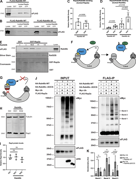 Rap2 is a Rab40b-binding protein and is ubiquitylated by the Rab40b/Cul5 complex. (A) Rab40b binding to locked Rap2a. MDA-MB-231 lysates stably expressing FLAG-Rab40b WT were incubated with either GST or GST-Rap2a, followed by a GST pull-down assay. Before incubation, GST-Rap2a was loaded with either GDP or GMP-PNP (labeled as GTP for brevity). 25 µg of lysate input was loaded as a positive control and used to estimate pull-down efficiency. (B) Rap2a binding to locked Rab40b. MDA-MB-231 lysates stably expressing FLAG-Rab40b WT or SOCS-4A (left and right, respectively) were incubated with either GST or GST-Rap2a, followed by a GST pull-down. Before incubation, FLAG-Rab40b lysates were loaded with either GDP or GMP-PNP (labeled as GTP for brevity). 25 µg of lysate input was loaded as a positive control and used to estimate pull-down efficiency. (C) Quantification of GST pull-down in A. Three biological replicates were performed. Mean ± SD. GST signal was subtracted from GDP/GTP, and relative Rab40b density was calculated by normalizing to lysate. Unpaired t test. Rab40b WT GDP versus GTP (locked Rap2a), P = 0.6559. GTP = GMP-PNP. (D) Quantification of GST pull-down in B. Six biological replicates were performed. Mean ± SD. GST signal was subtracted from GDP/GTP, and relative Rab40b density was calculated by normalizing to lysate. Brown–Forsythe ANOVA with Dunnett’s T3 multiple comparisons test. Rab40b WT GDP versus GTP (locked Rab40b), P = 0.0455; Rab40b SOCS-4A GDP versus GTP (locked Rab40b), P = 0.0603; Rab40b WT GTP versus Rab40b SOCS-4A GTP (locked Rab40b), P = 0.0109. GTP = GMP-PNP. (E) Competitive binding experiment between FLAG-Rab40b, GST-Rap2a, and untagged RalGDS (RBD). MDA-MB-231 lysates stably expressing FLAG-Rab40b WT (GMP-PNP loaded) were incubated with either GST or GST-Rap2a (GMP-PNP loaded) and increasing concentrations of RalGDS (0.5, 1, and 3 times the amount of GST/GST-Rap2a). 15 µg of lysate input was loaded as a positive control and used to estimate pull-down efficiency. (F) Model summarizing findings in A–D. Rap2 preferentially binds Rab40b-GTP (left). Ubiquitylation of Rap2 by Rab40b/Cul5 and subsequent complex dissociation is necessary for Rap2 to interact with its downstream effector (in a GTP-dependent manner). (G) When the Rab40b/Cul5 complex is disrupted (SOCS-4A mutant), Rab40b binds more strongly to Rap2. We propose that this is due to lack of ubiquitylation/complex dissociation. (H) Rap2 protein levels Ctrl versus Rab40b KO cells. Ctrl and Rab40b KO MDA-MB-231 lysates were probed for αRap2 and αTubulin (loading control). Ctrl cells are dox-inducible Cas9 MDA-MB-231s that were used to generate CRISPR lines. 50 µg of lysate was loaded for each sample. (I) Quantification of Western blot in H. Three biological replicates were performed. Relative intensity of Rap2 was normalized to the levels of Tubulin and to Ctrl cells. Mean ± SD. One-way ANOVA with Tukey’s multiple comparisons test. (J) Rap2a ubiquitylation in HEK293T cells. HEK293Ts were transfected with pRK5-FLAG-Rap2a ± pRK5-Myc-Ub, pRK7-HA-Rab40b, or pRK7-HA-Rab40b ΔSOCS. After 24 h of transfection, cells were harvested, lysed, and immunoprecipitated with αFLAG. Left column shows lysates (input) probed for Myc, FLAG, and HA. Right column shows FLAG immunoprecipitates probed for Myc and FLAG. Tick marks on the right blot indicate the Rap2-ubiquitin bands that are increased in response to Rab40b addition. Asterisk indicates presumed mono-ubiquitylated form of Rap2 that is not stimulated by Rab40b addition. (K) Quantification of HEK293T ubiquitylation assay in J. Raw densitometry was measured for bands 1, 2, and 3 across four independent experiments. These values (arbitrary units) were then normalized to FLAG-Rap2a input levels and graphed for conditions 2 (Myc-Ub), 3 (Myc-Ub + Rab40b WT), and 4 (Myc-Ub + Rab40b ΔSOCS). Four biological replicates were performed. Mean ± SD. Two-way ANOVA with Tukey’s multiple comparisons test. Band 1: Myc-Ub versus Myc-Ub + Rab40b WT, ns; Myc-Ub versus Myc-Ub + Rab40b ΔSOCS, ns; band 2: Myc-Ub versus Myc-Ub + Rab40b WT, P = 0.0191; Myc-Ub versus Myc-Ub + Rab40b ΔSOCS, ns; band 3: Myc-Ub versus Myc-Ub + Rab40b WT, P = 0.0436; Myc-Ub versus Myc-Ub + Rab40b ΔSOCS, ns. Source data are available for this figure: SourceData F7.