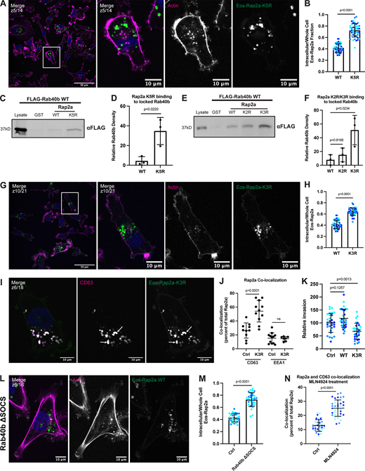 Mutation of five putative ubiquitylation sites within Rap2 affects recycling, subcellular localization, binding to Rab40b, and cell invasion. (A) Eos-Rap2a-K5R localization. MDA-MB-231 cells stably expressing Eos-Rap2a-K5R were fixed and stained with phalloidin (magenta) and DAPI (blue). Scale bars, 50 and 10 µm. (B) Intracellular to whole-cell fraction quantification, Eos-Rap2a-WT versus Eos-Rap2a-K5R. Three biological replicates were performed for each cell line. In each biological replicate, five fields of view were imaged, with 3 cells analyzed from each field (total of 15 cells per n, color coded). Each cell was treated as its own data point, and statistical analysis (unpaired t test) was performed with n = 45 total for each condition. Mean ± SD. Eos-Rap2a-WT versus Eos-Rap2a-K5R, P < 0.0001. Eos-Rap2a-WT data points are from Fig. 6 E. (C) Rap2a-K5R binding to Rab40b. MDA-MB-231 lysates stably expressing FLAG-Rab40b WT were incubated with GST, GST-Rap2a-WT, or -K5R, followed by GST pull-down. Before incubation, FLAG-Rab40b lysates were loaded with GMP-PNP. 25 µg of lysate input was loaded as a positive control and used to estimate pull-down efficiency. (D) Quantification of GST pull-down in C. Three biological replicates were performed. Mean ± SD. GST signal was subtracted from experimental lanes, and relative Rab40b density was calculated by normalizing to lysate. Unpaired t test. Rap2a-WT versus Rap2a-K5R, P = 0.0220. (E) Rap2a-K2R and Rap2a-K3R binding to Rab40b. MDA-MB-231 lysates stably expressing FLAG-Rab40b WT were incubated with GST, GST-Rap2a-WT, GST-Rap2a-K2R, or GST-Rap2a-K3R followed by a GST pull-down. Before incubation, FLAG-Rab40b lysates were loaded with GMP-PNP. 25 µg of lysate input was loaded as a positive control and used to estimate pull-down efficiency. (F) Quantification of GST pull-down in E. Three biological replicates were performed. Mean ± SD. GST signal was subtracted from experimental lanes, and relative Rab40b density was calculated by normalizing to lysate. One-way ANOVA with Tukey’s multiple comparisons test. Rap2a-WT versus Rap2a-K2R, P = 0.8168; Rap2a-WT versus Rap2a-K3R, P = 0.0234. (G) Eos-Rap2a-K3R localization. MDA-MB-231 cells stably expressing Eos-Rap2a-K3R were fixed and stained with phalloidin (magenta) and DAPI (blue). Scale bars, 50 and 10 µm. (H) Intracellular to whole-cell fraction quantification, Eos-Rap2a-WT versus Eos-Rap2a-K3R. Three biological replicates were performed for each cell line. In each biological replicate, five fields of view were imaged, with three cells analyzed from each field (total of 15 cells per n, color coded). Each cell was treated as its own data point, and statistical analysis (unpaired t test) was performed with n = 45 total for each condition. Mean ± SD. Eos-Rap2a-WT versus Eos-Rap2a-K3R, P < 0.0001. Eos-Rap2a-WT data points are from Fig. 6 E. (I) Eos-Rap2a-K3R colocalization with CD63. MDA-MB-231 cells stably expressing Eos-Rap2a-K3R were fixed and stained with the lysosomal marker CD63 (magenta) and DAPI (blue). Arrows indicate examples of Eos-Rap2a-K5R and CD63 overlap. Scale bars, 10 µm. (J) Quantification of colocalization between Rap2a and CD63/EEA1 in Ctrl versus K3R cells. MDA-MB-231s stably expressing either Eos-Rap2a WT or Eos-Rap2a K3R were fixed and stained with either CD63 (late endosomes/lysosomes) or EEA1 (early endosomes). 3i SlideBook6 software was used to calculate the percentage of total GFP-Rap2a that colocalizes with the markers indicated (see Materials and methods). Two biological replicates were performed, with approximately five cells imaged for each replicate. n = 10 Ctrl CD63, n = 11 K3R CD63, n = 12 Ctrl EEA1, n = 7 K3R EEA1. One-way ANOVA with Tukey’s multiple comparisons test. Mean ± SD. Ctrl versus K3R CD63, P < 0.0001; Ctrl versus K3R EEA1, ns. (K) Invasion assay quantification, Ctrl versus Eos-Rap2a WT versus Eos-Rap2a K3R. Three biological replicates were performed, with technical duplicates in each experiment. 5 fields of view were imaged for each Matrigel insert (resulting in 10 fields of view per experiment per condition, color coded). Raw number of cells invaded per field of view were normalized to Ctrl (relative invasion). Ctrl cells are MDA-MB-231 parental cells. Eos-Rap2a WT and K3R are stable overexpressed lines. Each field of view was treated as its own data point (n = 30). One-way ANOVA with Tukey’s multiple comparisons test. Mean ± SD. Ctrl versus Eos-Rap2a WT, P = 0.1257; Ctrl versus Eos-Rap2a K3R, P = 0.0013. (L) Eos-Rap2a localization in Rab40b ΔSOCS cells. Rab40b ΔSOCS MDA-MB-231 cells expressing Eos-Rap2a were fixed and stained with phalloidin (magenta) and DAPI (blue). Scale bars, 50 and 10 µm. (M) Intracellular to whole-cell fraction quantification, Eos-Rap2a in Ctrl cells versus Rab40b ΔSOCS cells. Two biological replicates were performed for each cell line. In each biological replicate, five fields of view were imaged, with 3 cells analyzed from each field (total of 15 cells per n, color coded). Each cell was treated as its own data point, and statistical analysis (unpaired t test) was performed with n = 30 total for each condition. Mean ± SD. Eos-Rap2a Ctrl versus Eos-Rap2a ΔSOCS cells, P < 0.0001. Eos-Rap2a-WT data points are from Fig. 6 E. (N) Rap2a and CD63 colocalization analysis in Ctrl cells versus cells treated with neddylation/Cul5 inhibitor MLN4924. MDA-MB-231 cells stably expressing GFP-Rap2a were treated with either DMSO (Ctrl) or 300 nM MLN4924 for 24 h. Cells were then fixed and stained for CD63, before colocalization analysis. 3i SlideBook6 software was used to calculate the percentage of total GFP-Rap2a that colocalized with CD63 (see Materials and methods). Three biological replicates were performed, with ∼12 cells imaged for each replicate (color coded for each n). Mean ± SD. n = 33 for Ctrl/DMSO treated cells, n = 38 for MLN4924 treated cells. Unpaired t test. P < 0.0001. Source data are available for this figure: SourceData F8.