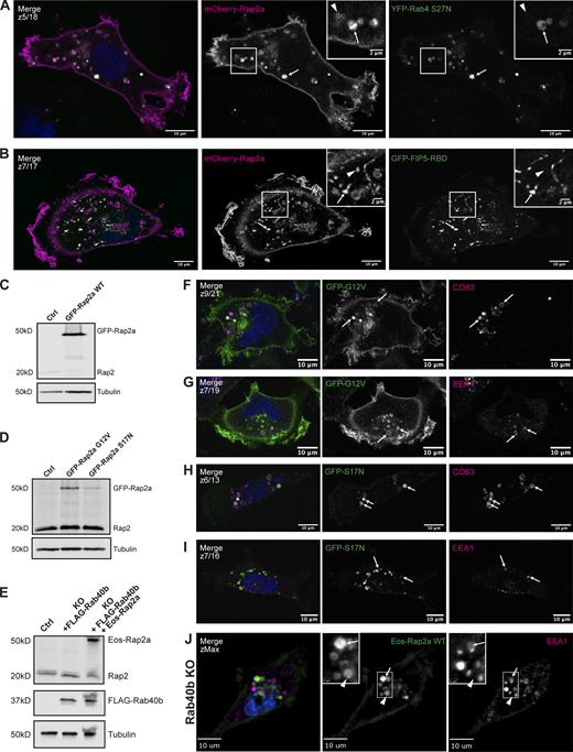 Further characterization of Rap2a subcellular localization in MDA-MB-231 cells and analysis of Eos-Rap2a in Rab40b KO cells. (A) Colocalization of mCherry-Rap2a and YFP-Rab4 S27N. MDA-MB-231 cells were transiently cotransfected with mCherry-Rap2a and YFP-Rab4 S27N, followed by fixation and staining for DAPI (blue). Arrows indicate examples of mCherry-Rap2a and YFP-Rab4 S27N overlap. Arrowheads point to mCherry-Rap2a organelles that are not Rab4 S27N positive. Scale bars, 10 and 2 µm. (B) Colocalization of mCherry-Rap2a and GFP-FIP5-RBD. MDA-MB-231 cells were transiently cotransfected with mCherry-Rap2a and GFP-FIP5-RBD, followed by fixation and staining for DAPI (blue). Arrows indicate examples of mCherry-Rap2a and GFP-FIP5-RBD overlap. Arrowheads point to mCherry-Rap2a organelles that are not FIP5-RBD. Scale bars, 10 and 2 µm. (C) Western blot showing stable overexpression of GFP-Rap2a WT in MDA-MB-231s (lentivirus). Ctrl cells are MDA-MB-231 parentals. 50 µg of lysate was loaded for each sample. (D) Western blot showing stable overexpression of GFP-Rap2a-G12V and -S17N in MDA-MB-231s (lentivirus). Ctrl cells are MDA-MB-231 parentals. 50 µg of lysate was loaded for each sample. (E) Western blot showing generation of rescue line in Fig. 6 E. Rab40b KO cells were first stably transfected with FLAG-Rab40b WT (lentivirus, second column). Then, these cells were transfected with Eos-Rap2a and flow sorted (lentivirus, third column, flow sort instead of selection). Ctrl cells are dox-inducible Cas9 MDA-MB-231s that were used to generate Rab40b KO CRISPR line. 50 µg of lysate was loaded for each sample. (F) Colocalization of GFP-Rap2a-G12V and CD63. MDA-MB-231 cells stably expressing GFP-Rap2a-G12V were fixed and stained with the lysosomal marker CD63 (magenta) and DAPI (blue). Arrows indicate examples of Rap2a-G12V and CD63 overlap. Scale bars, 10 µm. (G) Colocalization of GFP-Rap2a-G12V and EEA1. MDA-MB-231 cells stably expressing GFP-Rap2a-G12V were fixed and stained with the early endosome marker EEA1 (magenta) and DAPI (blue). Arrows indicate examples of Rap2a-G12V and EEA1 overlap. Scale bars, 10 µm. (H) Colocalization of GFP-Rap2a-S17N and CD63. MDA-MB-231 cells stably expressing GFP-Rap2a-S17N were fixed and stained with the lysosomal marker CD63 (magenta) and DAPI (blue). Arrows indicate examples of Rap2a-S17N and CD63 overlap. Scale bars, 10 µm. (I) Colocalization of GFP-Rap2a-S17N and EEA1. MDA-MB-231 cells stably expressing GFP-Rap2a-S17N were fixed and stained with the early endosome marker EEA1 (magenta) and DAPI (blue). Arrows indicate examples of Rap2a-S17N and EEA1 overlap. Scale bars, 10 µm. (J) Eos-Rap2a colocalization with EEA1 in Rab40b KO cells. Rab40b KO MDA-MB-231 cells stably expressing Eos-Rap2a were fixed and stained with the lysosomal marker CD63 (magenta) and DAPI (blue). Widefield microscope. Arrows indicate examples of Eos-Rap2a and EEA1 overlap. Arrowheads point to Eos-Rap2a organelles that are not EEA1 positive. Scale bars, 10 µm, 2 µm. Source data are available for this figure: SourceData FS1.