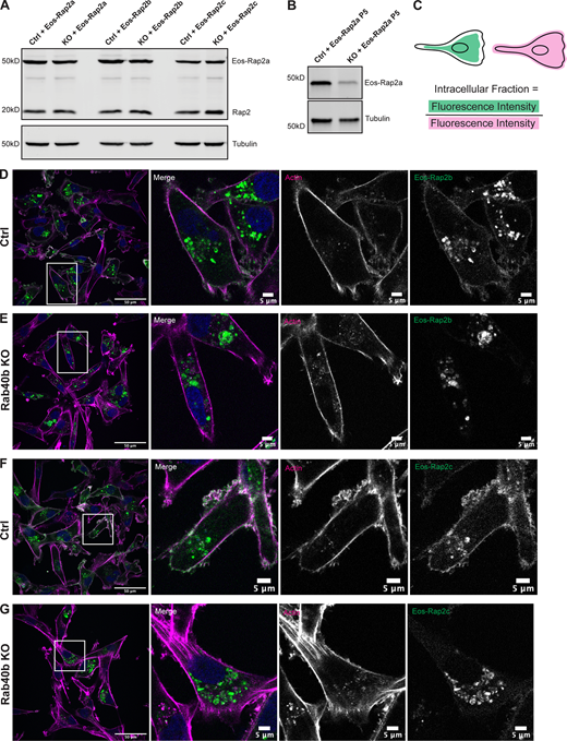 Loss of Rab40b also affects Rap2b and Rap2c subcellular localization. (A) Western blot showing stable overexpression of Eos-Rap2a, Eos-Rap2b, and Eos-Rap2c in MDA-MB-231 Ctrl and Rab40b KO cells (lentivirus). Ctrl cells are MDA-MB-231 parentals. 50 µg of lysate was loaded for each sample. (B) Western blot showing stable overexpression of Eos-Rap2a in MDA-MB-231 Ctrl and Rab40b KO cells at passage 5 (lentivirus). Ctrl cells are MDA-MB-231 parentals. 50 µg of lysate was loaded for each sample. (C) Cartoon representation of intracellular/whole-cell fraction calculation (see Materials and methods). (D) Eos-Rap2b localization in MDA-MB-231 Ctrl cells. MDA-MB-231 cells stably expressing Eos-Rap2b were fixed and stained with phalloidin (magenta) and DAPI (blue). Scale bars, 50 and 5 µm. (E) Eos-Rap2b localization in Rab40b KO MDA-MB-231 cells. Rab40b KO cells stably expressing Eos-Rap2b were fixed and stained with phalloidin (magenta) and DAPI (blue). Scale bars, 50 and 5 µm. (F) Eos-Rap2c localization in MDA-MB-231 Ctrl cells. MDA-MB-231 cells stably expressing Eos-Rap2c were fixed and stained with phalloidin (magenta) and DAPI (blue). Scale bars, 50 and 5 µm. (G) Eos-Rap2c localization in Rab40b KO MDA-MB-231 cells. Rab40b KO cells stably expressing Eos-Rap2c were fixed and stained with phalloidin (magenta) and DAPI (blue). Scale bars, 50 and 5 µm. Source data are available for this figure: SourceData FS2.