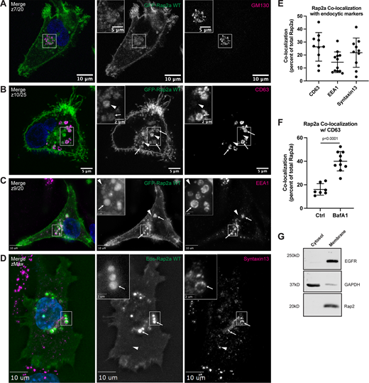 Rap2 localizes to the plasma membrane and endolysosomal compartment in MDA-MB-231s. (A) Colocalization of GFP-Rap2a and GM130. MDA-MB-231 cells stably expressing GFP-Rap2a were fixed and stained with the Golgi marker GM130 (magenta) and DAPI (blue). Inset shows GFP-Rap2a and GM130 overlap. Scale bars, 10 and 5 µm. (B) Colocalization of GFP-Rap2a and CD63. MDA-MB-231 cells stably expressing GFP-Rap2a were fixed and stained with the lysosomal marker CD63 (magenta) and DAPI (blue). Arrows indicate examples of GFP-Rap2a and CD63 overlap. Arrowheads point to GFP-Rap2a organelles that are not CD63 positive. Scale bars, 5 and 2 µm. (C) Colocalization of GFP-Rap2a and EEA1. MDA-MB-231 cells stably expressing GFP-Rap2a were fixed and stained with the early endosome marker EEA1 (magenta) and DAPI (blue). Arrows indicate examples of GFP-Rap2a and EEA1 overlap. Arrowheads point to GFP-Rap2a organelles that are not EEA1 positive. Widefield microscope. Scale bars, 10 and 2 µm. (D) Colocalization of Eos-Rap2a and Syntaxin13. MDA-MB-231 cells stably expressing Eos-Rap2a were fixed and stained with the recycling endosome marker Syntaxin13 (magenta) and DAPI (blue). Arrows indicate examples of Eos-Rap2a and Syntaxin13 overlap. Arrowhead points to Syntaxin13 endosome that is not Rap2a positive. Widefield microscope. Scale bars, 10 and 2 µm. (E) Rap2a colocalization analysis with endolysosomal compartments. 3i SlideBook6 software was used to calculate the percent of total GFP-Rap2a that colocalizes with the markers indicated (see Materials and methods). Two biological replicates were performed, with approximately five cells imaged for each replicate. Mean ± SD. n = 10 for GFP-Rap2a/CD63, n = 12 for GFP-Rap2a/EEA1, n = 10 for Eos-Rap2a/Syntaxin13. (F) Rap2a and CD63 colocalization analysis in Ctrl cells versus cells treated with lysosomal inhibitor Bafilomycin A1. MDA-MB-231 cells stably expressing GFP-Rap2a were treated with either DMSO (Ctrl) or 200 nM Bafilomycin A1 for 16 h. Cells were then fixed and stained for CD63, before colocalization analysis. 3i SlideBook6 software was used to calculate the percent of total GFP-Rap2a that colocalizes with CD63 (see Materials and methods). One biological replicate was performed. Mean ± SD. n = 7 cells for Ctrl, n = 10 cells for BafA1. Unpaired t test. P < 0.0001. (G) Cell fractionation analysis cytosol versus membrane. MDA-MB-231 parental cells were fractionated (see Materials and methods) to determine subcellular distribution of endogenous Rap2. Cytosol and membrane fractions were collected, separated by SDS-PAGE, and subjected to Western blot against known cytosol (GAPDH) and membrane (EGFR) markers. 30 µg of sample was loaded for each fraction. Source data are available for this figure: SourceData F2.