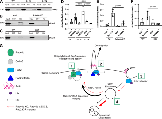 Activation of Rap2 is regulated by Rab40b and is linked to its ubiquitylation.(A) Activation assay Rap2a-WT, -G12V, and -S17N. MDA-MB-231 parental cells were transiently transfected with GFP-Rap2a-WT, -G12V, or -S17N (pLVX-GFP constructs). Lysates were incubated with either GST or GST-RBDRalGDS, followed by a GST pull-down assay. GST alone was used to control for GST binding to Rap2a. 25 µg of lysate input was loaded as a positive control and used to calculate active levels of Rap2a. (B) Activation assay Rap2a-WT in Ctrl versus Rab40b KO cells. MDA-MB-231 parental cells or Rab40b KO cells were transiently transfected with GFP-Rap2a-WT (pEGFP-construct). Lysates were incubated with either GST or GST-RBDRalGDS, followed by a GST pull-down assay. GST alone was used to control for GST binding to Rap2a. 25 µg of lysate input was loaded as a positive control and used to calculate active levels of Rap2a. (C) Activation assay Rap2a-WT and -K5R. MDA-MB-231 parental cells were transiently transfected with GFP-Rap2a-WT and GFP-Rap2a-K5R (pLVX-GFP constructs). Lysates were incubated with either GST or GST-RBDRalGDS, followed by a GST pull-down assay. GST alone was used to control for GST binding to Rap2a. 25 µg of lysate input was loaded as a positive control and used to calculate active levels of Rap2a. (D) Quantification of activation assay in A. Three biological replicates were performed. Mean ± SD. Active Rap2a/input ratio was defined as active Rap2 signal/lysate signal. One-way ANOVA with Tukey’s multiple comparisons test. GST signal was not subtracted. WT versus G12V, P = 0.0353; WT versus S17N, P = 0.0390; G12V versus S17N, P = 0.0001. (E) Quantification of activation assay in B. Three biological replicates were performed. Mean ± SD. Active Rap2a/Input ratio was defined as active Rap2 signal/lysate signal. One-way ANOVA with Tukey’s multiple comparisons test. GST signal was not subtracted. Ctrl versus Rab40b KO, P < 0.0001. (F) Quantification of activation assay in C. Three biological replicates were performed. Mean ± SD. Active Rap2a/input ratio was defined as active Rap2 signal/lysate signal. One-way ANOVA with Tukey’s multiple comparisons test. GST signal was not subtracted. WT versus K5R, P = 0.0349. (G) Working model for how Rab40b/Cul5 modulates Rap2 subcellular localization and activation via ubiquitylation. (1) Rab40b/Cul5 and Rap2 primarily interact at the plasma membrane, where binding is enhanced when Rab40b is GTP bound. Ubiquitylation by the Rab40b/Cul5 complex causes dissociation. (2) Active Rap2 is then able to interact with its effector proteins at the plasma membrane, where it regulates leading-edge actin dynamics and ultimately drives cell migration. (3) To quickly re-distribute Rap2 to other locations at the lamellipodia plasma membrane, Rap2 is internalized via a pinocytosis-like mechanism. Internalization mediates the delivery of Rap2 to early endosomes. (4) Once at early endosomes, previous ubiquitylation by the Rab40b/Cul5 complex serves as a signal for Rap2 to be recycled back to the leading-edge plasma membrane via the Rab4/Rab11 recycling pathways. Without this ubiquitin signal, Rap2 is sorted to lysosomes for degradation. We hypothesize that Rap2 is continuously recycled to and from the plasma membrane to regulate its localization and activity. Ultimately, we propose that dynamic redistribution of Rap2 is required to maintain its enrichment at the leading edge, where it can regulate actin dynamics and promote cell migration. Source data are available for this figure: SourceData F9. Refer to the image caption for details.