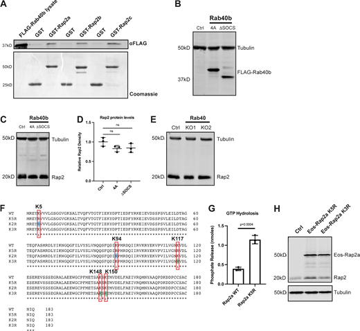 Rap2 protein levels across Rab40 mutant cell lines and generation of Rap2 lysine mutants. (A) Rab40b binding to Rap2a, Rap2b, and Rap2c. MDA-MB-231 lysates stably expressing FLAG-Rab40b WT were incubated with GST, GST-Rap2a, GST-Rap2b, or GST-Rap2c followed by a GST pull-down assay. 25 µg of lysate input was loaded as a positive control and used to estimate pull-down efficiency. (B) Western blot showing stable overexpression of FLAG-Rab40b SOCS-4A and FLAG-Rab40b ΔSOCS in MDA-MB-231s. Ctrl cells are dox-inducible Cas9 MDA-MB-231s that were used to generate CRISPR lines. FLAG-Rab40b SOCS-4A and FLAG-Rab40b ΔSOCS were made in a Rab40b KO background. 50 µg of lysate was loaded for each sample. (C) Rap2 protein levels Ctrl versus Rab40b SOCS-4A versus Rab40b ΔSOCS cells. Ctrl, Rab40b SOCS-4A, and Rab40b ΔSOCS cell lysates were probed for αRap2 and αTubulin (loading control). Ctrl cells are dox-inducible Cas9 MDA-MB-231s that were used to generate CRISPR lines. FLAG-Rab40b SOCS-4A and FLAG-Rab40b ΔSOCS were made in a Rab40b KO background. 50 µg of lysate was loaded for each sample. (D) Quantification of Western blot in C. Three biological replicates were performed. Relative intensity of Rap2 was normalized to the levels of Tubulin and to Ctrl cells. Mean ± SD. One-way ANOVA with Tukey’s multiple comparisons test. (E) Rap2 protein levels, Ctrl versus Rab40 KO cells. Ctrl and Rab40 KO cell lysates (lacking Rab40a, Rab40b, and Rab40c) were probed for αRap2 and αTubulin (loading control). Ctrl cells are dox-inducible Cas9 MDA-MB-231s that were used to generate CRISPR lines. 50 µg of lysate was loaded for each sample. (F) Protein sequence alignment of Rap2a-WT, K5R, K3R, and K2R. Red boxes denote the five lysines within K5R, blue shades represent K2R, and green shades represent K3R. Alignment made using Clustal Omega. (G) GTP hydrolysis assay Rap2a-WT versus Rap2a-K5R. CytoPhos assay was performed using purified GST-Rap2a-WT and GST-Rap2a-K5R. Colorimetric change at 650 nm was measured and analyzed against a standard curve to determine inorganic phosphate release (nmol). Three biological replicates were performed. Mean ± SD. Unpaired t test. WT versus K5R, P = 0.0004. (H) Western blot showing stable overexpression of Eos-Rap2a-K5R and -K3R in MDA-MB-231s (lentivirus). Ctrl cells are MDA-MB-231 parentals. 50 µg of lysate was loaded for each sample. Source data are available for this figure: SourceData FS3.