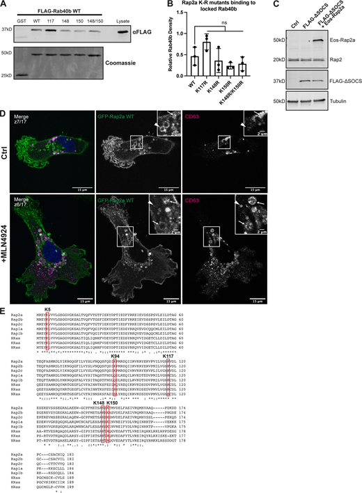 Characterization of Rap2 lysine mutants and the role of Cul5 in mediating Rap2 plasma membrane targeting.(A) Rap2a K-R single/double mutants binding to Rab40b. MDA-MB-231 lysates stably expressing FLAG-Rab40b WT were incubated with GST, GST-Rap2a-WT or -K117R, K148R, K150R, or K148R/K150R, followed by a GST pull-down. Before incubation, FLAG-Rab40b lysates were loaded with GMP-PNP. GST alone was used to control for GST binding to Rab40b. 15 µg of lysate input was loaded as a positive control and used to estimate pull-down efficiency. (B) Quantification of GST pull-down in A. Three biological replicates were performed. Mean ± SD. GST signal was subtracted from experimental lanes, and relative Rab40b density was calculated by normalizing to lysate. One-way ANOVA with Tukey’s multiple comparisons test. ns between WT and all individual mutants. (C) Western blot showing generation of cell line in Fig. 8, L and M. Rab40b KO cells were first stably transfected with FLAG-Rab40b ΔSOCS (lentivirus, second column). The cells were then transfected with Eos-Rap2a and flow sorted (lentivirus, third column, flow sort instead of selection). Ctrl cells are dox-inducible Cas9 MDA-MB-231s that were used to generate Rab40b KO CRISPR line. 50 µg of lysate was loaded for each sample. (D) Representative images from MLN4924 experiment in Fig. 8 N. MDA-MB-231 cells stably expressing GFP-Rap2a were treated with either DMSO (Ctrl) or 300 nM MLN4924 for 24 h. Cells were then fixed and stained for CD63 (magenta) and DAPI (blue). Arrows indicate examples of GFP-Rap2a and CD63 overlap. Arrowheads point to GFP-Rap2a organelles that are not CD63 positive. Scale bars, 15 and 2 µm. (E) Protein sequence alignment of Rap2a, Rap2b, Rap2c, Rap1a, Rap1b, HRas, KRas, and NRas. Red boxes denote the five lysines within Rap2a-K5R. Stars indicate fully conserved residues. Alignment made using Clustal Omega. Source data are available for this figure: SourceData FS4.