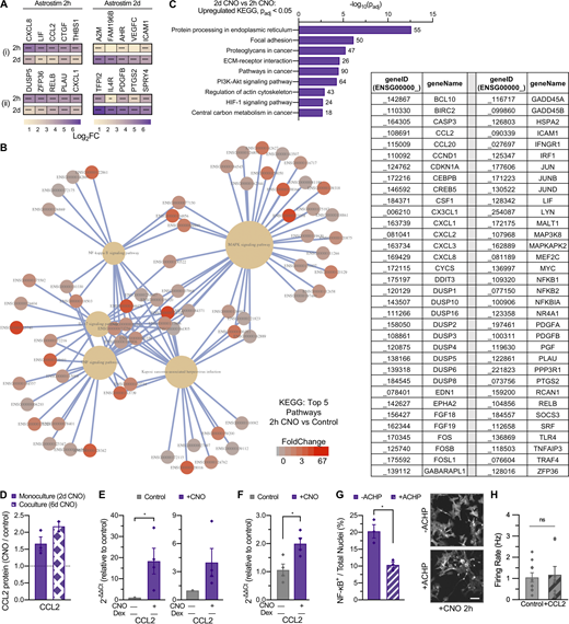 Inflammatory response and Astrostim cell intracellular signaling mechanisms via chemogenetic activation of human astrocytes. (A) Subset of reactive astrocyte markers significantly upregulated in day-12 Astrostim cells after 2-h (left) and 2-d (right) CNO treatment compared to controls (n = 3 each), as detected by RNAseq and shown as log2FoldChange. Identified genes were (i) restricted or (ii) not restricted to those also upregulated in iAstros compared with NPCs, with IEGs omitted; see Data S4. (B) Complete connectome map (CNet plot) of top 5 KEGG pathways significantly upregulated in 2-h CNO treatment of Astrostim cells (see Fig. 4 C). Pathways are shown as yellow hubs (left), with associated genes listed as geneIDs (right) and colorized according to FoldChange. (C) Top KEGG pathways upregulated in 2-d CNO treatment compared with 2-h CNO treatment. Numbers indicate total DEG counts concerning these pathways, for Padj ≤ 0.0001 and −log10(Padj) > 2. (D) Quantification of conditioned media using a Quantibody Human Cytokine Array revealed that CCL2 (MCP-1) protein was consistently secreted upon CNO treatment from Astrostim cells in monoculture (2-d CNO; n = 3) as well as in coculture spheres with OptoNeurons (6-d CNO; n = 2). (E) 2-h (left) and 2-d (right) CNO treatment resulted in upregulation of CCL2 expression in Astrostim cell monocultures, as quantified by qPCR (n = 4 each). (F) 6-d CNO treatment resulted in significant upregulation of CCL2 expression within cocultures spheres of Astrostim cells and OptoNeurons, as quantified by qPCR (n = 4 each). (G) Pretreatment with 10 µM of the IκB inhibitor ACHP for 1 h significantly decreased nuclear NF-κB signal in Astrostim cells, compared with Astrostim cells without ACHP pretreatment (n = 3 groups each, with five images per group). Scale: 100 µm. (H) Chronic (15 d) treatment with 100 nM recombinant human CCL2 in BP+GF did not significantly alter neuronal firing rates on MEAs compared with non–CCL2 treated controls (n = 8–10). Results are shown as mean ± SEM. In H, dots represent individual electrodes. For A, significance was determined using the DESeq2 R package. For E–G, significance was determined using two-tailed unpaired t tests, with *, P ≤ 0.05; **, P ≤ 0.01; ***, P ≤ 0.001; ****, P ≤ 0.0001 (see asterisks overlaid on heatmap).