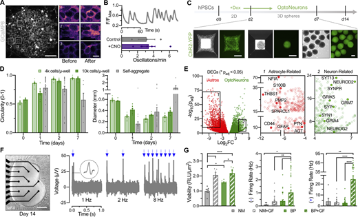 Validation of neuronal sphere cultures as a readout for health and activity. (A) iNeurons expressing a genetically encoded calcium indicator (GCaMP6) were cocultured with Astrostim (10:1) for 9 d. After subsequent chronic CNO treatment (12–14 d), calcium imaging was performed to measure spontaneous oscillations. Scale bar: 50 µm; inset: 10 µm. (B) Representative calcium trace of a control (non–CNO treated) coculture (top), presented as a ratio of fluorescence intensity (F) to maximum intensity. Average frequency of intracellular calcium oscillations (bottom) of control and CNO-treated cocultures (n = 2–4 cells or ROIs from three to five videos or cocultures per group). (C) Timeline of differentiation of OptoNeurons from hPSCs (top). Large-scale formation of OptoNeuron sphere cultures (with YFP-fused ChR2) was achieved using microwell plates (bottom). Dissociated cells compacted over time to form spheres. Scale bars: 200 µm. (D) Neural spheres formed with microwell (µ-well) plates allowed for customizable cellular density and demonstrated more consistent shape (circularity, with a value of 1 representing a circle; left) and size (right) compared with cultures which were allowed to self-aggregate (n = 6–33 spheres each). (E) RNAseq of day-14 OptoNeuron sphere cultures confirmed significant upregulation of neuronal-restricted genes compared to day-12 iAstros (n = 3; for Padj ≤ 0.05, FPKM > 1); see Data S3. (F) OptoNeuron spheres were attached to microelectrode arrays (MEAs) for live electrophysiological recordings. Shown are two merged spheres on an MEA (left). OptoNeurons on MEAs elicited voltage spikes after acutely induced blue light optical stimulation (5 ms pulse width) at increasing frequencies (right; see Fig. S3). Scale bar: 200 µm. (G) Viability (n = 7; measured by a CellTiter-Glo 3D Assay and normalized to sphere area; left) and spontaneous (middle) and blue light–evoked (right) activity of day-21 OptoNeuron spheres (n = 7–41 electrodes each, after threshold) under different media conditions, including neural media NM or BP, with or without ascorbic acid and BDNF/GDNF growth factors (GF). Results are shown as mean ± SEM. In D and G, dots represent individual spheres or electrodes. For G, significance was determined using a one-way ANOVA followed by Tukey’s multiple comparison test, with *, P ≤ 0.05; **, P ≤ 0.01; ****, P ≤ 0.0001. Refer to the image caption for details.