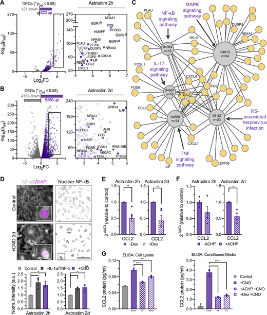 Characterization of chemogenetic astrocyte reactivity and discovery of downstream intracellular and extracellular signaling mechanisms. (A and B) Subset of inflammatory transcripts upregulated (purple) in day 14 Astrostim cells treated with CNO for 2 h (A) or 2 d (B), compared with nontreated control cells (gray; n = 3 each), as detected by RNAseq; see Data S4. (C) Top 5 KEGG pathways significantly upregulated in 2-h CNO treatment of Astrostim cells, shown as a simplified connectome map (CNet plot). Pathways are shown as hubs (gray, containing KEGG IDs and number of DEGs in pathway) with associated genes (purple). See Fig. S5 B and Data S4. For all pathways, Padj ≤ 0.0001. KS, Kaposi sarcoma. (D) CNO and IL-1α+TNF-α (10 ng/ml) treatments increased NF-κB nuclear translocation compared with controls. Shown are NF-κB (white) and DAPI (magenta) signals with insets of single cells (top left) and nuclear NF-κB confined to DAPI mask regions (top right), as well as nuclear NF-κB signal intensities normalized to controls (bottom; n = 3 each). (E) Gene expression of the inflammatory marker CCL2 significantly decreased with 2-h pretreatment of 20 µM Dex preceding 2-h and 2-d CNO treatment of Astrostim cells (normalized to non–Dex-treated controls; n = 5 each). (F) Gene expression of the inflammatory marker CCL2 decreased with 2-h pretreatment of 1 µM IκB inhibitor ACHP preceding 2-h and 2-d CNO treatment of Astrostim cells (normalized to non–ACHP treated controls; n = 4 each). (G) Quantification of CCL2 protein in cell lysate (left) or conditioned media (right) was quantified by ELISA. As expected, CNO treatment significantly increased CCL2 protein levels from non–CNO treated controls. Application of ACHP or Dex to Astrostim cells preceding CNO treatment significantly decreased CCL2 protein levels (n = 3 each). Asterisks under bars indicate a significant increase in CCL2 levels with CNO treatment, compared with the control; asterisks above bars indicate a significant decrease in CCL2 levels with drug pretreatments, compared with CNO treatment alone. All scale bars: 100 µm; inset of D: 10 µm. Results are shown as mean ± SEM. For D–F, significance was determined using two-tailed unpaired t tests. For G, significance was determined using a one-way ANOVA followed by Tukey’s multiple comparison test, with *, P or Padj ≤ 0.05; **, P or Padj ≤ 0.01; ***, P or Padj ≤ 0.001; ****, P or Padj ≤ 0.0001. Refer to the image caption for details.