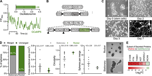 Genetically encoded tools in human neurons. (A) Live calcium imaging of iNeurons expressing a genetically encoded calcium indicator (GCaMP6). Spontaneous calcium oscillations were measured as a function of time in day-19–21 GCaMP6-only monocultures (n = 2–5 cells or ROIs from five monocultures or videos). (B) OptoNeuron (iNeuron) targeting scheme. (C) Differentiation of OptoNeurons from hPSCs to a pure population expressing MAP2 on day 7. Scale bars: top left, 500 µm; all others, 100 µm. (D) Spheres that were cultured under continuous gentle rocking conditions generally remained as single, unmerged spheres compared to those cultured under stationary conditions after 24 h (left); moreover, spheres displayed smaller cross-sectional areas and greater circularity (middle) under rocking conditions. Those spheres that did merge under rocking conditions had fewer spheres per merged aggregate than those cultured under stationary conditions (right; n = 15–23 spheres per group). Dots represent individual electrodes, with mean ± SEM values shown above dot plots. Scale: 500 µm. (E) In comparison with media conditioned by day-9 OptoNeuron sphere cultures, day-12 iAstro–conditioned media contained significantly increased abundance of synaptogenic proteins, as confirmed by unbiased semiquantitative proteomic analysis. Only astrocyte-related proteins from Fig. 1 E were considered for this statistical comparison; see Data S2. Heatmap represents average of log2FoldChange (n = 3 each), with *, P ≤ 0.05; **, P ≤ 0.01; ****, P ≤ 0.0001 (see asterisks overlaid on heatmap). Refer to the image caption for details.