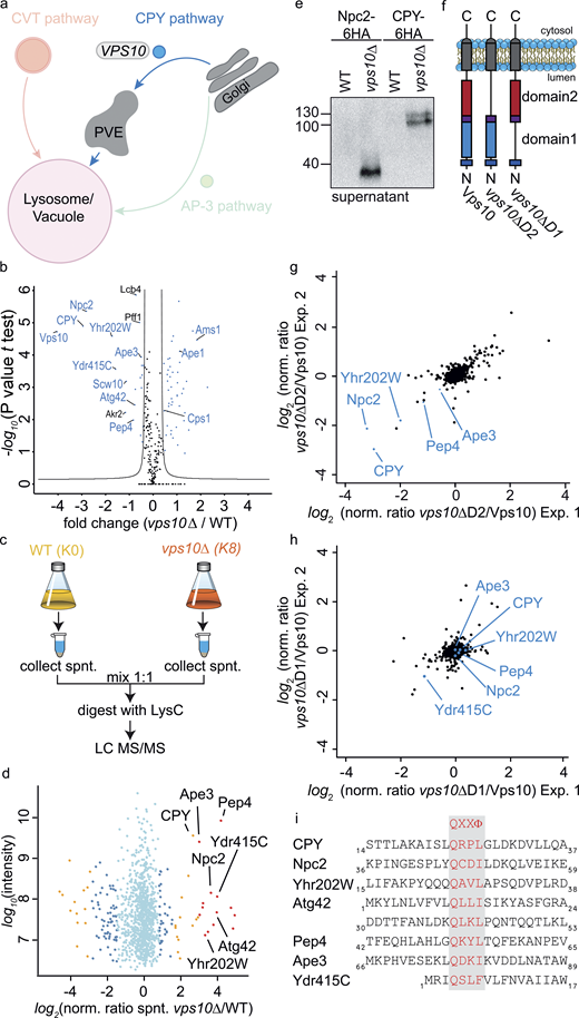 Identification of cargo proteins of the Vps10 sorting receptor. (a) Model highlighting the analysis of the CPY trafficking pathway. (b) Volcano plot identifying cargoes that are enriched or depleted at vacuoles of vps10Δ cells. Fold changes calculated from the independent experiments comparing SILAC ratios from (vps10Δ K8 versus WT K0) with (WT K8 versus WT K0) on the x-axis were plotted against negative logarithmic P values of the t test performed from replicates. The hyperbolic curve separates depleted proteins (left side, blue dots) and enriched proteins (right side, blue dots) from unaffected proteins (black dots). (c) Experimental setup to compare secreted proteins in vps10Δ and WT cells. (d) Identified proteins in the supernatant of vps10∆ compared with WT. Averaged peptide intensities are plotted against average heavy/light SILAC ratios from two different experiments. Significant outliers (P < 1e−14) are color coded in red (P < 0.0001), orange, or blue (P < 0.05); other identified proteins are shown in light blue. (e) Validation of MS results via Western blot. Npc2 and CPY were tagged with a 6HA tag and supernatants of WT and mutant cells decorated with anti-HA antibody. (f) Structure of Vps10 variants including full-length Vps10, Vps10-lacking domain 2 (vps10ΔD2), and Vps10 lacking domain 1 (vps10ΔD1). (g and h) Proteomic comparison of vacuoles isolated from vps10ΔD2 cells and WT cells (g) and of vps10ΔD1 cells and WT cells (h). SILAC ratios of two independent experiments are plotted against each other. Previously identified Vps10 cargo proteins are labeled. (i) Proteins which bind to Vps10 domain 2 show leucin or isoleucine as hydrophobic amino acid. Only the domain 1–dependent Ydr415C harbors a phenylalanine. Source data are available for this figure: SourceData F3. Refer to the image caption for details.
