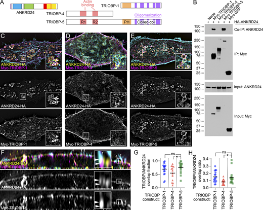 ANKRD24 interacts with TRIOBP. (A) ANKRD24 and major TRIOBP splice products. (B) ANKRD24-HA coimmunoprecipitates with Myc–TRIOBP-1 and Myc–TRIOBP-5, but not Myc–TRIOBP-4. Immunoprecipitations use anti-Myc. Co-IP shows anti-HA signal, and IP panel shows anti-Myc; input panels show anti-HA and anti-Myc. Markers (in kD) indicated. (C–E) Colocalization of ANKRD24-HA with Myc–TRIOBP-1 (C), Myc–TRIOBP-4 (D), and Myc–TRIOBP-1 (E). TRIOBP-1 and TRIOBP-5 colocalized with ANKRD24 in whorl-like aggregates. (F) Reslice images showing colocalization of ANKRD24-HA with Myc–TRIOBP-5. ANKRD24 and TRIOBP-5 colocalized at filopodia bases (marked f; see inset). Arrowheads indicate TRIOBP labeling. (G and H) Quantitation of TRIOBP splice form overlap fractions (G) and overlap ratios (H) with ANKRD24; t test comparisons to TRIOBP-5; n = 13–17 for each. *, P < 0.05. Panel full widths: C–E, 50 µm (insets, 5 µm); F, 40 µm (inset, 1.5 µm). Superresolution modality for B–F, lattice SIM. Source data are available for this figure: SourceData F3.