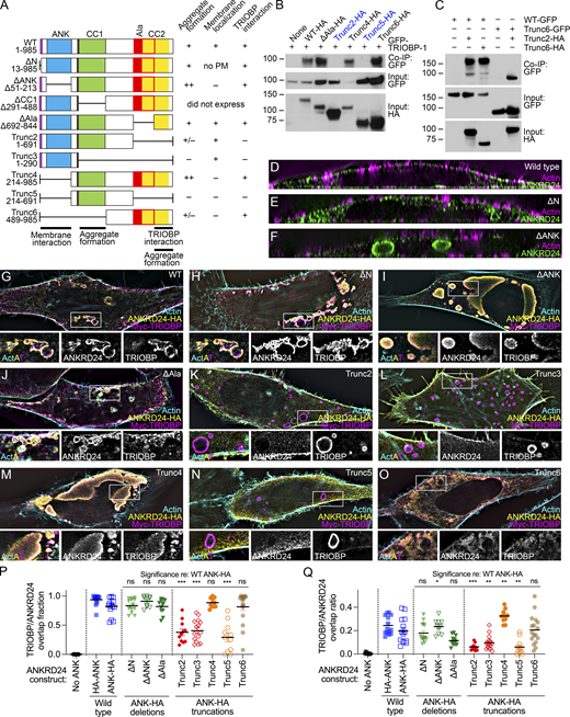 Mapping functional domains of ANKRD24. (A) Truncation and deletion constructs. No PM, associated with intracellular membrane but not plasma membrane. For aggregate formation: +, smaller aggregates, similar to WT; ++, very large aggregates; +/−, less clear aggregates. (B) Co-IP of GFP–TRIOBP-1 with truncation and deletion constructs. (C) Self-association of ANKRD24 truncation constructs. Markers (in kD) indicated. (D–F) Reslice images showing expression of ANKRD24 constructs alone in HeLa cells. (G–O) Flat-view images showing coexpression of HA-tagged truncation and deletion ANKRD24 constructs with Myc–TRIOBP-5 in HeLa cells. Magnified view with separated channels below. (P and Q) Quantitation of TRIOBP-5 and ANKRD24 overlap fractions (P) and overlap ratios (Q); t test comparisons to ANK-HA; n = 11–17 for each. *, P < 0.05; **, P < 0.01; ***, P < 0.001. Panel full widths: D–O, 60 µm (insets in G–O, 10 µm). Superresolution modality for D–O, lattice SIM. Source data are available for this figure: SourceData F4. Refer to the image caption for details.