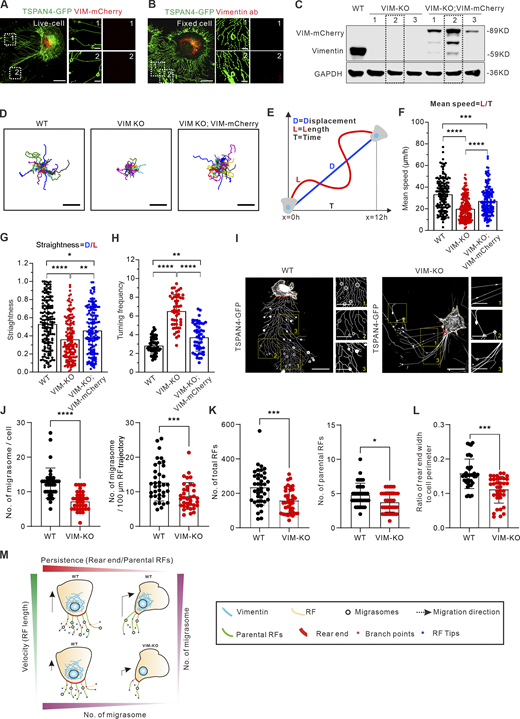 Vimentin regulates migrasome formation by modulating cell migration velocity and persistence. (A) Representative snapshots of live cells show the subcellular distribution of exogenously expressed vimentin-mCherry and TSPAN4-GFP in L929 cells. The white dotted outlines represent ROIs containing RFs and migrasomes. Scale bars, 10 and 2 µm in image and magnified view, respectively. (B) Representative immunofluorescence images show the subcellular distribution of endogenous vimentin with respect to TSPAN4-GFP. The white dotted outlines represent ROIs containing RFs and migrasomes. Scale bars, 10 and 2 µm in image and magnified view, respectively. (C) Western blot analysis of the extracts of WT, VIM-KO, and VIM-KO; VIM-mCherry TSPAN4-GFP expressing L929 cells. The dashed line indicates the cell line we chose for further experiments. (D) Cell random migration trajectory of WT, VIM-KO, and VIM-KO; VIM-mCherry TSPAN4-GFP–expressing cells within 12 h. n = 15 cells. Scale bars, 100 µm. (E) Schematic diagram for the quantification of cell migration speed and straightness. (F) Quantification of the mean speed of TSPAN4-GFP WT, VIM-KO, and VIM-KO; VIM-mCherry cells. n = 150 cells. (G) Quantification of the straightness of TSPAN4-GFP WT, VIM-KO, and VIM-KO; VIM-mCherry cells. n = 150 cells. (H) Quantification of the turning frequency of TSPAN4-GFP WT, VIM-KO, and VIM-KO; VIM-mCherry cells. n = 50 cells. (I) Snapshots of live TSPAN4-GFP–expressing WT and VIM-KO L929 cells. Yellow squares indicate the magnified fields, and red lines mark the rear end. Scale bars, 20 and 10 µm in image and magnified view, respectively. (J) Quantification of the number of migrasomes per cell and per 100-μm RF trajectory in TSPAN4-GFP WT and VIM-KO L929 cells. n = 36 cells. (K) The number of total RFs and parental RFs in TSPAN4-GFP–expressing WT and VIM-KO L929 cells. n = 36 cells. (L) Quantification of the ratio of rear end width to cell perimeter in TSPAN4-GFP WT and VIM-KO L929 cells. n = 36 cells. (M) Schematic model of cell migration pattern to orchestrate migrasome formation. The data for quantification in F–H and J–L are from n = 3 independent experiments. The data are presented as mean ± SD (t test in J–L; one-way ANOVA in I–K). *, P < 0.05; **, P < 0.01; ***, P < 0.001; ****, P < 0.0001. Source data are available for this figure: SourceData F5.