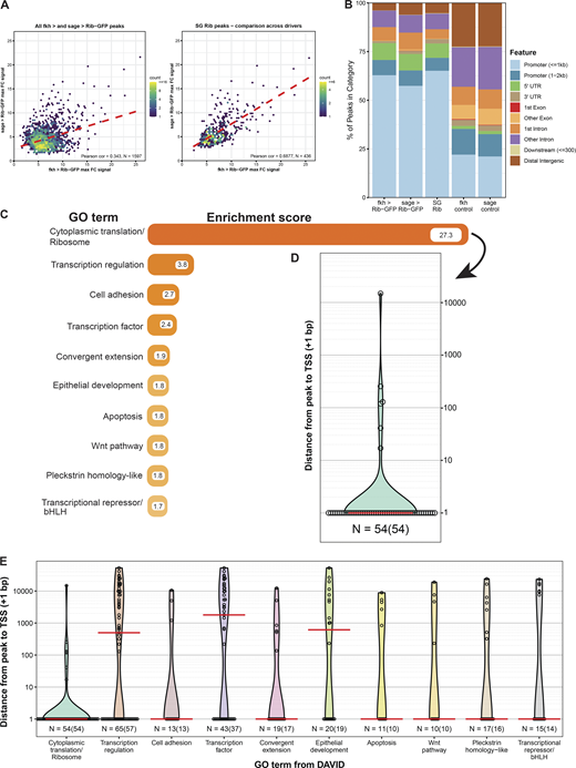 Analysis of SG Rib-binding data implicates ribosome/translation. (A) Rib-binding signal enrichment between the GAL4 drivers comparing all overlapping peaks (n = 1,597) from fkh-GAL4 > UAS-rib-GFP and sage-GAL4 > UAS-rib-GFP yields a Pearson correlation coefficient of 0.343 (left). A comparison of peaks after implementation of the IDR pipeline on biological replicas yields high positive correlation (Pearson correlation coefficient = 0.6877): high-confidence Rib-binding to SG targets (n = 436; right). (B) Binding signal feature analysis of individual and combined driver experiments reveals that ∼75% of Rib binding peaks localize within the promoters or 5′ UTRs. Controls indicate expected distribution of binding events if peaks were random with respect to gene elements. (C) Functional clustering of Rib-bound SG genes by GO term from the DAVID analysis. The top 10 GO terms with their associated enrichment scores are shown. The top category represents binding of Rib to RPGs with a nearly sevenfold greater enrichment than the next-ranked category. See Table S1 for metadata. (D) Rib binds to the TSS of RPGs. Open circles indicate the distance between the Rib binding peak and the TSS (+1 bp) for individual genes. Red line indicates the median distance from the peak to TSS. (E) Enrichment of TSS-proximal Rib binding across the top 10 functional classes. Including the ribosome, 7 of the top 10 enriched GO classes primarily show Rib binding to the TSS. Open circles indicate the distance between the Rib binding peak and the TSS for individual genes. Red lines indicate the median distance from the peak to TSS. n = number of peaks versus (number of genes).