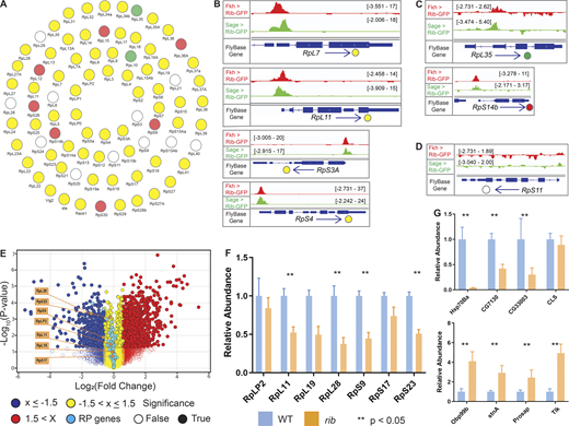 Rib immunoprecipitates RPGs and is required for their full levels of expression. (A) Schematic summary of Rib binding to SG-expressed RPG promoters. Filled circles represent genes bound by Rib (log10 binding likelihood threshold ≥4). Unfilled circles represent genes not bound by Rib (log10 binding likelihood threshold <4). Yellow, set of genes bound by Rib and above threshold in both fkh-GAL4 and sage-GAL4 experiments; red, set of genes bound by Rib and above threshold in the fkh-GAL4 experiment only; green, set of genes bound by Rib and above threshold in the sage-GAL4 experiment only. (B) Representative binding profiles of Rib-GFP for genes with peaks from both datasets (fkh-GAL4 > UAS-rib-GFP and sage-GAL4 > UAS-rib-GFP): RpL7, RpL11, RpS3A, and RpS4. Binding profiles from the fkh-GAL4 and the sage-GAL4 datasets are shown by red and green tracks, respectively. Signal intensity range for the regions shown are in brackets. See Figs. S1, S2, S3, S4, and S5 for all RpG binding profiles. (C) Representative binding profiles of Rib-GFP for genes with peaks (log10 binding likelihood threshold ≥4) in only one of the datasets: RpL35 (sage-GAL4 > UAS-rib-GFP) and RpS14b (fkh-GAL4 > UAS-rib-GFP). Note that although the alternate track did not meet the binding threshold (≥4), its signal peak overlaps the signal peak that did. (D) Representative signal profile of Rib-GFP on an RPG from Rib-not-bound category (log10 binding likelihood <4 in both datasets): RpS11. Note that although neither track meets the binding threshold (≥4), the highest signal, nonetheless, spans the TSS. (E) Volcano plot of whole-embryo microarray gene expression analysis shows genes downregulated (blue) or upregulated (red) ≥1.5-fold in rib-null embryos compared with WT. Transcripts with fold-change values between −1.5 and 1.5 are shown in yellow. Unfilled circles represent transcripts with fold-change values that were not statistically significant between the groups, i.e., P > 0.05. RPGs are highlighted by cyan circles. A majority of RPG transcripts were downregulated in the rib mutants compared with WT. Named RPGs (orange) belong to the subset whose levels were also examined by RT-qPCR analysis. See Table S2 for metadata. (F) RT-qPCR results from whole embryo transcripts for several RPGs show reduced expression levels in rib mutants compared with WT, with most showing a significant decrease. **, P < 0.05; Mann–Whitney U test. (G) Nonribosomal Rib targets show both decreased (top) and increased (bottom) expression in rib mutants compared with WT. **, P < 0.05; Mann–Whitney U test. Data from Loganathan et al., 2016.