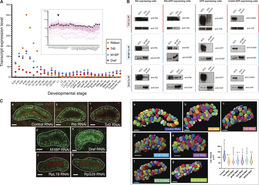 Rib coimmunoprecipitates with known transcriptional regulators of RPGs, and isolated RNAi knockdown of Rib-interacting RPG regulators or individual RPGs result in embryonic SG cell growth defects. (A) Transcript expression profiles of rib, Trf2, M1BP, and Dref during Drosophila development. The highest-level expression of all four genes occurs during embryonic stages. Inset: Transcript expression profiles for all 84 RPGs across developmental stages reveals the relatively high levels achieved during 10–12 h of embryogenesis (arrowhead). Pink tracks, individual RPGs; black dots, median values. Source data for the plots obtained from FlyBase (modENCODE temporal expression data). (B) Co-IP experiments performed in S2R+ cells transfected with constructs expressing UAS-rib, UAS-rib-GFP, UAS-GFP, and UAS-CrebA-GFP (the latter as negative controls), respectively. All three co-IP fractions—Trf2-bound, M1BP-bound, and DREF-bound—contain both Rib and Rib-GFP. WCL, whole cell lysate. Size (kD): Rib, ≈70; CrebA, ≈57; Trf2 short-form, ≈75; M1BP, ≈55; Dref, ≈86; and GFP, ≈30. Western blots with the Trf2 antibody consistently produced high background signal, and a weak GFP signal was observed in the TRF2-bound fraction of GFP-expressing cells. The weak CrebA signal observed in the M1BP-bound fraction of CrebA-GFP–expressing cells was absent in the biological replicate experiment. Two experiments were performed as complete sets of co-IPs; multiple (more than three) individual co-IPs were performed on select fractions. (C) Left: Cell growth deficit is observed in SG RNAi knockdown of Rib, Trf2, M1BP, Dref, and either of the two representative RPGs, RpL19 and RpS29, in stage 15–16 embryos. Right: Quantitative analysis of cell volumetric data from 3D renderings of manually segmented whole secretory cells. A total of 1,050 cells from 21 SGs were 3D rendered. n = 150 cells/genotype; median and quartiles; Kruskal–Wallis test; significant difference indicators: P < 0.05 from each group mean compared with (a) GFP RNAi control, (b) Rib RNAi, (c) Trf2 RNAi, (d) M1BP RNAi, (e) Dref RNAi, (f) RpL19 RNAi, and (g) RpS29 RNAi. Scale bar: 10 µm. Source data are available for this figure: SourceData F7.