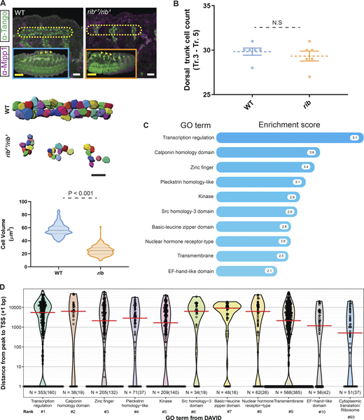 Tracheal DT cell growth deficit in rib mutants and Rib-bound tracheal genes. (A) Top: Comparison of WT and rib mutant trachea from stage 16 embryos. Yellow outline encloses DT segments corresponding to Tr.3–Tr.5 and reveals the failure in tube elongation and fusion in rib mutants. Scale bar: 10 µm. Inset: Arrowheads indicate DT segments from Tr.3–Tr.5 in whole embryos. Scale bar: 50 µm. Bottom: Cell volumetry shows decreased size in rib mutant DT cells compared with stage-matched WT embryos. A total of 260 cells (5 embryos/group; stages 15, 16) with clear marker staining, from segments Tr.3–Tr.5, whose entire volume could be unambiguously measured, were volume-rendered (two-tailed, unpaired t test; group median and quartiles labeled). Scale bar: 10 µm. (B) Cell counts of WT and rib mutant tracheal DT (Tr. 3–Tr. 5). n = 6 embryos/group; two-tailed, unpaired t test; mean with SEM. (C) Functional clustering of Rib-bound tracheal genes under GO terms according to DAVID. The top 10 GO terms with their associated enrichment scores are shown. See Table S5 for meta data. (D) Mapping of Rib binding peaks relative to the TSS of the closest gene and sorted by DAVID GO terms in the embryonic trachea shows a preponderance of target binding peaks localizing to regions distant from the TSS compared with the SG (Fig. 3 D). Rib binds only a small fraction of tracheal-expressed RPGs (GO cluster rank 93 covers 13 ribosomal and several nonribosomal genes), and primarily to sequences distal from the TSS-proximal promoter. Red line indicates median distance from the peak to TSS (+1 bp). n = number of peaks versus (number of genes).