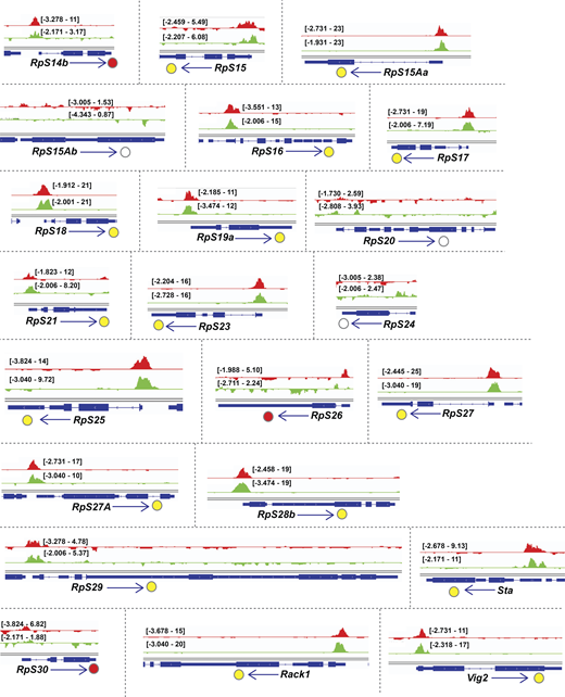 Binding tracks from Rib-GFP ChIP-seq for all SG-expressed RPGs. (Related to Fig. 4.) fkh-GAL4 > UAS-rib-GFP tracks are in red; sage-GAL4 > UAS-rib-GFP tracks are in green. The colored circles correspond to the individual track colors when either of the binding peaks reaches the enrichment threshold of log10 binding likelihood ≥4. In cases where both the binding peaks meet the enrichment threshold, the circles are yellow. In cases where both peak thresholds are <4, the circles are unfilled. Note that even when the enrichment threshold was <4, binding signals for the region shown are often highest at the RPG TSS. Source data are available for this figure: SourceData F5.