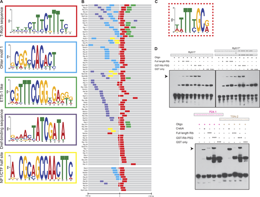 Rib pulls down sequences containing known RPG regulator motifs and binds to RPG enhancer DNAin vitro with low affinity and specificity. (A) Top five motifs identified by MEME-ChIP analysis of RPG sequences pulled down with Rib in the SG ChIP-seq. (B) Representation of enriched motifs from A embedded in the 200 nucleotides flanking the TSS of RPGs. The color code for motifs is according to those used in the outlines of A. TSS (+1) were obtained from FlyBase. The top block of enhancers (RpS10B through RpL12) includes genes bound by Rib, and the bottom block (RpL6 through RpS15Ab) includes RPGs not bound by Rib in the ChIP-seq analysis. See Fig. S8 for sequence lineup. (C) T-rich motif for Rib binding from a bacterial one-hybrid analysis with the Rib PSQ domain (source: FlyFactorSurvey; mccb.umassmed.edu/ffs). (D) EMSAs reveal that full-length Rib and its DNA-binding PSQ domain directly bind the RpS17 promoter in a concentration-dependent manner. Left: Rib-dependent mobility shift is indicated by the arrowhead. Right: EMSAs in which the T’s in the RpS17 promoter were replaced with G’s in the TC-rich motif of the RpS17* enhancer. Bottom: CrebA and Rib bind DNA containing the CrebA consensus sites in P24.1 and TSN-2, two bona fide transcriptional targets of CrebA. See Fig. S9 for EMSAs with several additional RPG TSS sequences. All EMSAs were performed twice with identical results. Source data are available for this figure: SourceData F6.
