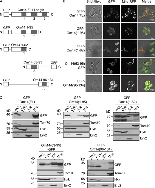 Om14 harbors multiple mitochondrial targeting signals. (A) Schematic representation of GFP fusion proteins of full-length Om14 and its truncated variants. (B) Localization of Om14 constructs as visualized by fluorescence microscopy. RFP targeted to mitochondria (Mito-RFP) was used as a marker for mitochondrial structures. (C) Cells expressing the various Om14 variants were subjected to sub-cellular fractionation. Fractions corresponding to whole cell lysate (WCL), cytosol (Cyto), microsomes (ER), and mitochondria (Mito) were analyzed by SDS–PAGE and immunodecoration with the indicated antibodies. Tom70, Hexokinase, and Erv2 were used as markers for mitochondria, cytosol, and microsomes, respectively. Asterisk marks the GFP moiety alone, whereas an arrow indicates a slightly processed form of GFP–Om14(1-62). Source data are available for this figure: SourceData F1.