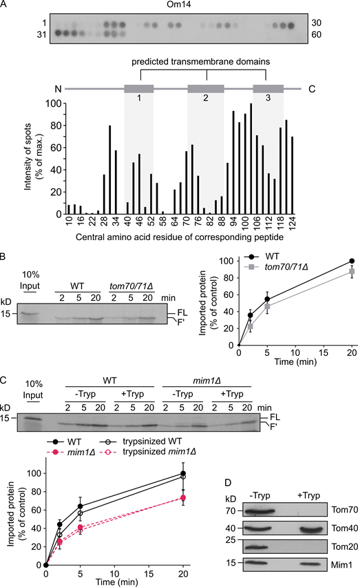 Loss of Tom70 has a minor impact on the biogenesis of Om14.(A) Nitrocellulose membrane containing 20-mer peptides covering the sequence of Om14 was incubated with the recombinant fusion protein GST-Tom70 (cytosolic domain). After incubation, the interaction was visualized by immunodecoration using an antibody against GST (top). The numbers flanking the panel reflect the serial numbers of the peptides. Bottom: The intensity of each dot was quantified and the average quantification of three independent experiments was plotted. The dot with the strongest intensity was set as 100%. The numbers on the x-axis reflect the central amino acid residue of each peptide. (B) Radiolabeled Om14 was imported into mitochondria isolated from either WT or tom70/71Δ cells. After import, samples were treated with trypsin and were further analyzed by SDS–PAGE and autoradiography. FL, full length input; F′, the trypsin-related proteolytic fragment of Om14. Right: The intensity of the trypsin-related fragment (F′) was quantified and the average intensity of three independent experiments is shown. The band representing import for 20 min into control organelles was set to 100%. Error bars represent ± SD. (C) Mitochondria isolated from either WT or mim1Δ cells were left intact (−Tryp) or were pre-treated with trypsin (+Tryp). Radiolabeled Om14 was then added to the isolated organelles for the indicated periods. After import, samples were again trypsinized and analyzed by SDS–PAGE and autoradiography. Bottom: Quantification of three independent experiments was performed as described in B. Error bars represent ± SD. (D) Mitochondria isolated from WT cells were either left intact or treated with trypsin. Both samples were analyzed by SDS–PAGE and immunodecoration using the indicated antibodies. Source data are available for this figure: SourceData F2. Refer to the image caption for details.