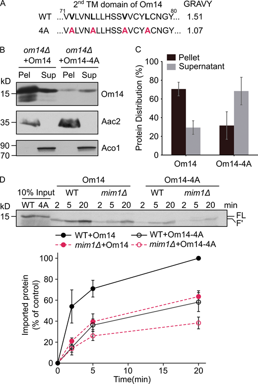 Reduced hydrophobicity of TMD2 compromises the import capacity of Om14. (A) Amino acid sequence of the putative second TMD of both native Om14 (WT) and a variant with reduced hydrophobicity due to the introduction of four Ala residues (4A). Mutated residues are shown in bold. (B) Mitochondria isolated from om14Δ yeast strains expressing either native Om14 or Om14-4A were subjected to alkaline extraction. Pellet (P) and supernatant (S) fractions were analyzed by SDS–PAGE and immunodecoration with antibodies against the indicated proteins. ATP–ADP carrier (Aac2) is embedded in the mitochondrial inner membrane, whereas aconitase (Aco1) is a matrix-soluble protein. (C) Quantification of at least three independent experiments as in B. The combined intensity of Om14 in the pellet and supernatant fractions from each strain was set to 100%. Error bars represent ± SD. (D) Radiolabeled versions of Om14 and its Om14-4A variant were imported into mitochondria isolated from either WT or mim1Δ cells. At the end of the import reactions, mitochondria were treated with trypsin and further analysis and quantification were as described in the legend to Fig. 2 B. Bottom: Quantification of three independent experiments is presented. The intensity of the band corresponding to the import of native Om14 into control organelles for 20 min was set to 100%. Error bars represent ± SD. Source data are available for this figure: SourceData F3.