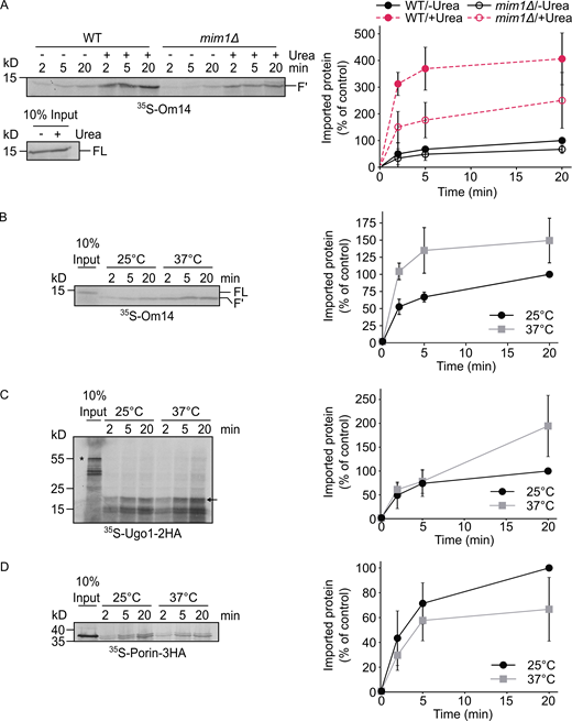 Unfolding and elevated temperature facilitate the import of Om14.(A) Radiolabeled Om14 was either denatured in 6 M urea or left untreated before its import into mitochondria isolated from either WT or mim1Δ strains. After the import, mitochondria were treated with trypsin, and further analysis and quantification were done as described in the legend to Fig. 2 B. Right: Quantification of three independent experiments is presented. The intensity of the band corresponding to the import of native Om14 into control organelles for 20 min was set to 100%. Error bars represent ± SD. (B–D) Radiolabeled Om14 (B), Ugo1-2HA (C), or Porin-3HA (D) were imported at either 25°C or 37°C into mitochondria isolated from WT cells. At the end of the import reactions, mitochondria were treated with either trypsin (B, C) or PK (D) and further analyzed by SDS–PAGE and autoradiography. Right: Quantification of the typical proteolytic fragments of Om14 (B) or Ugo1 (C) as well as the PK-protected correctly inserted Porin (D) of three independent experiments are shown. The intensity of the band corresponding to import for 20 min at 25°C was set to 100%. Error bars represent ± SD. Source data are available for this figure: SourceData F4. Refer to the image caption for details.