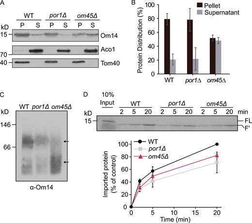 Om45 regulates the stability of Om14 oligomeric structures. (A) Mitochondria isolated from the indicated cells were subjected to alkaline extraction. Pellet (P) and supernatant (S) fractions were analyzed by SDS–PAGE and immunodecoration with the indicated antibodies. Aconitase (Aco1) serves as a marker for soluble matrix proteins, whereas Tom40 is embedded in the mitochondrial outer membrane. (B) Quantification of three independent experiments as in A. The combined intensity of Om14 in the pellet and supernatant fractions from each cell type was set to 100%. Error bars represent ± SD. (C) Mitochondria isolated from WT, por1Δ, or om45Δ cells were lysed using digitonin and analyzed by BN–PAGE. The blot was immunodecorated with an antibody against Om14. Arrows indicate the migration of oligomeric species of Om14. (D) Radiolabeled Om14 was imported into mitochondria isolated from WT, por1Δ, or om45Δ cells. At the end of the import reactions, mitochondria were treated with trypsin and analyzed by SDS–PAGE and autoradiography. Bottom: The intensity of the proteolytic fragment (F′) in three independent experiments was quantified as described in the legend to Fig. 1 B. The intensity of the band corresponding to import into control organelles for 20 min was set to 100%. Error bars represent ± SD. Source data are available for this figure: SourceData F5. Refer to the image caption for details.